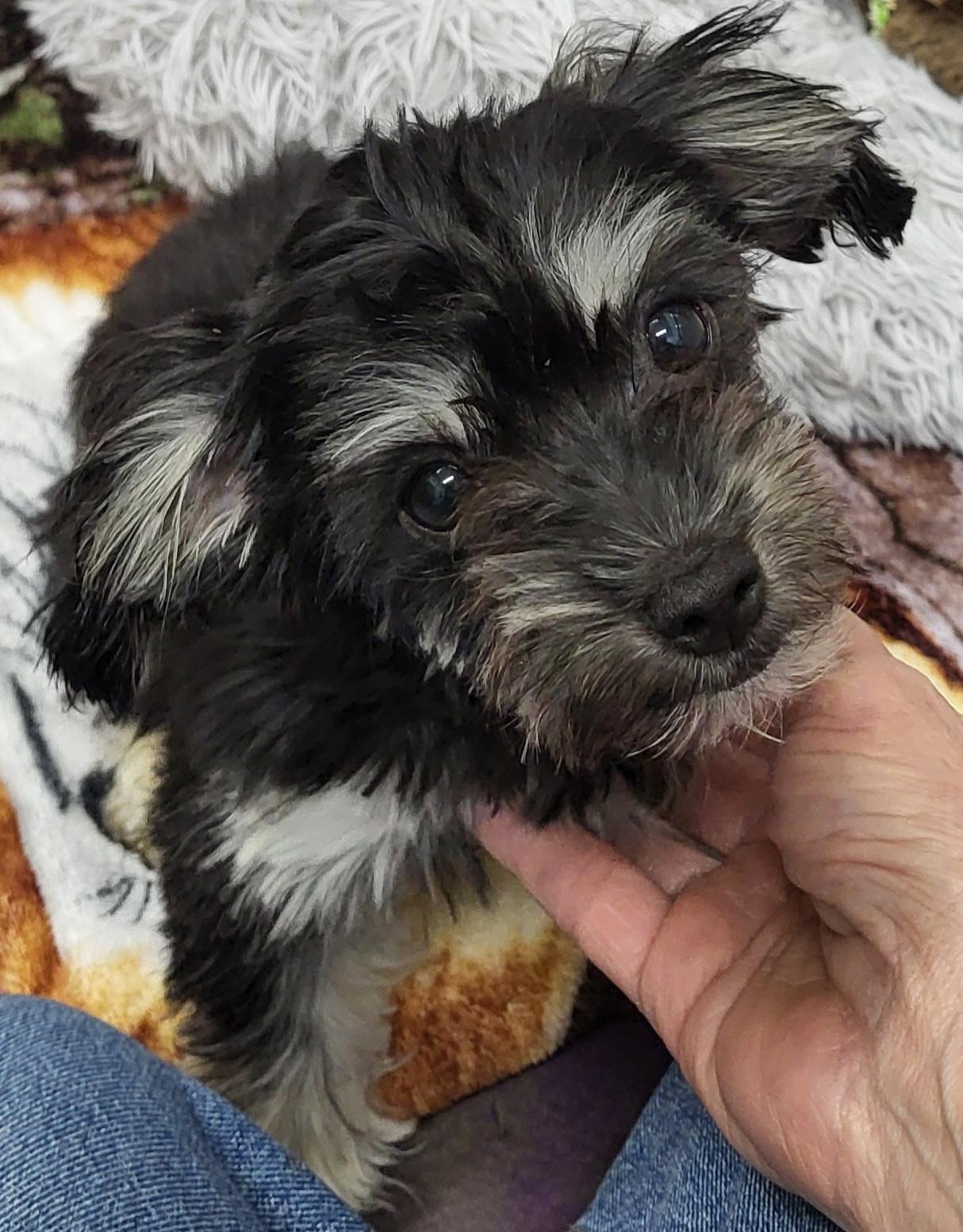 Enlarge Freya, an adopted mixed breed in Anna, IL image 2/4