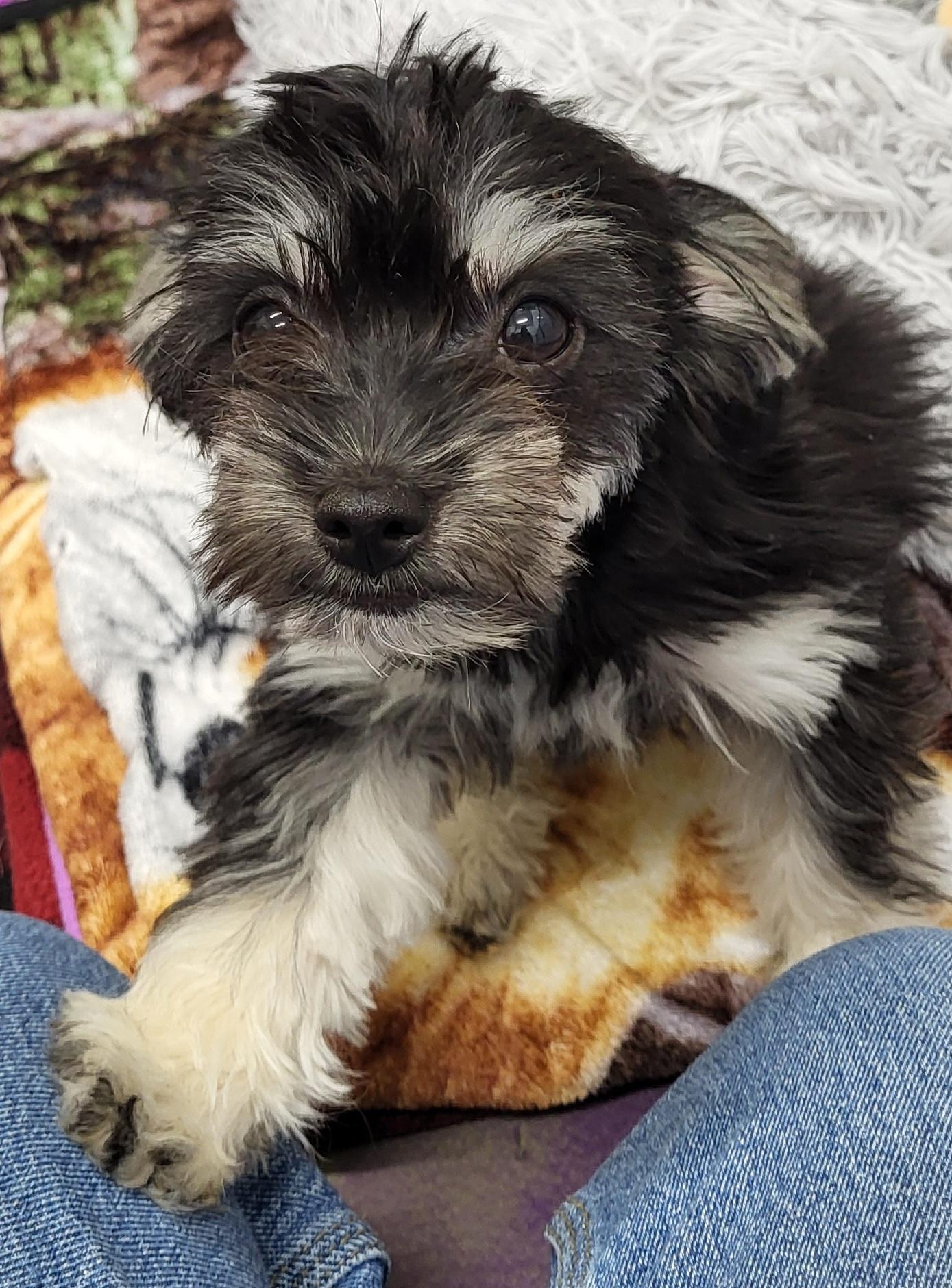 Enlarge Freya, an adopted mixed breed in Anna, IL image 4/4