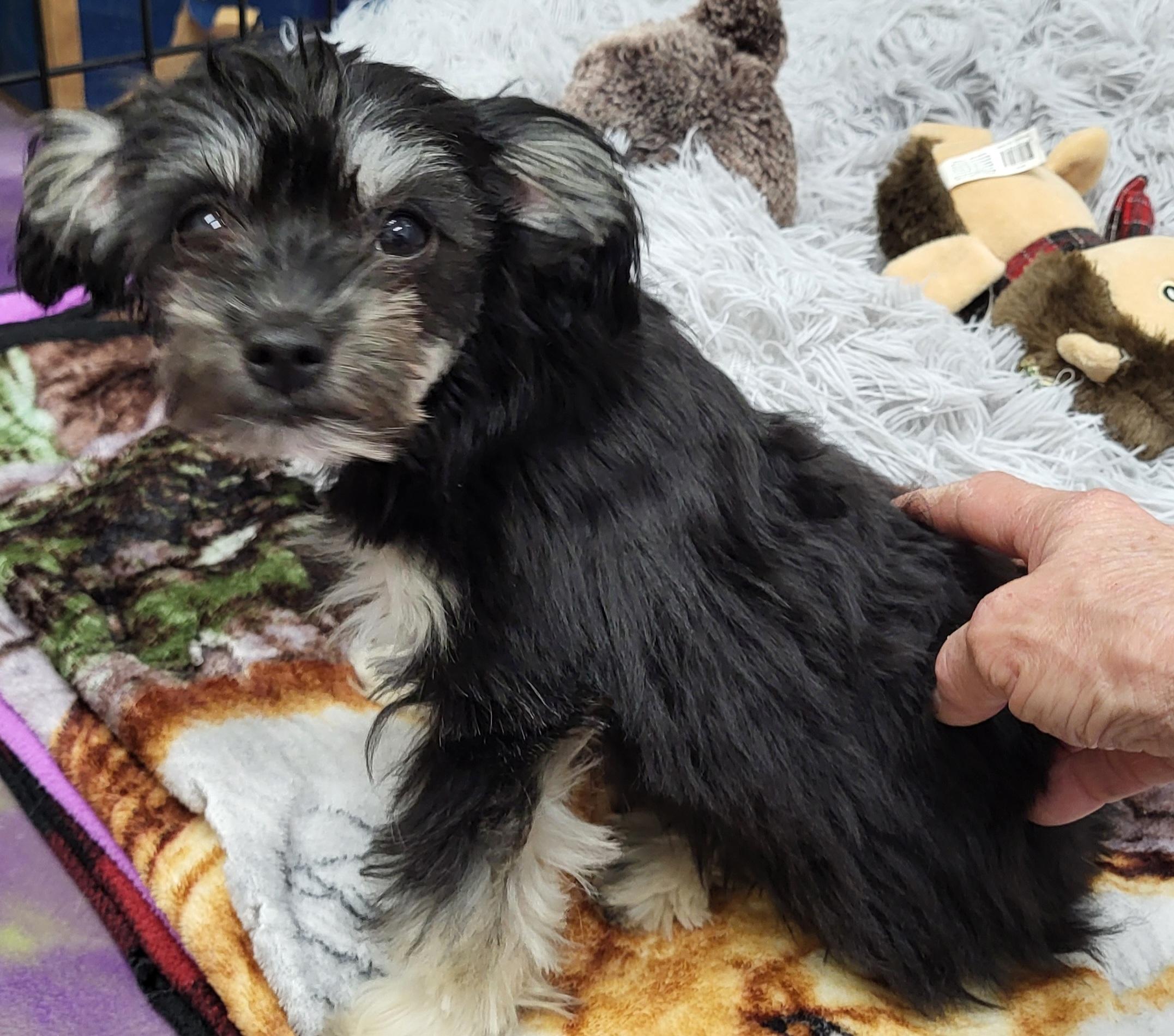 Enlarge Freya, an adopted mixed breed in Anna, IL image 3/4