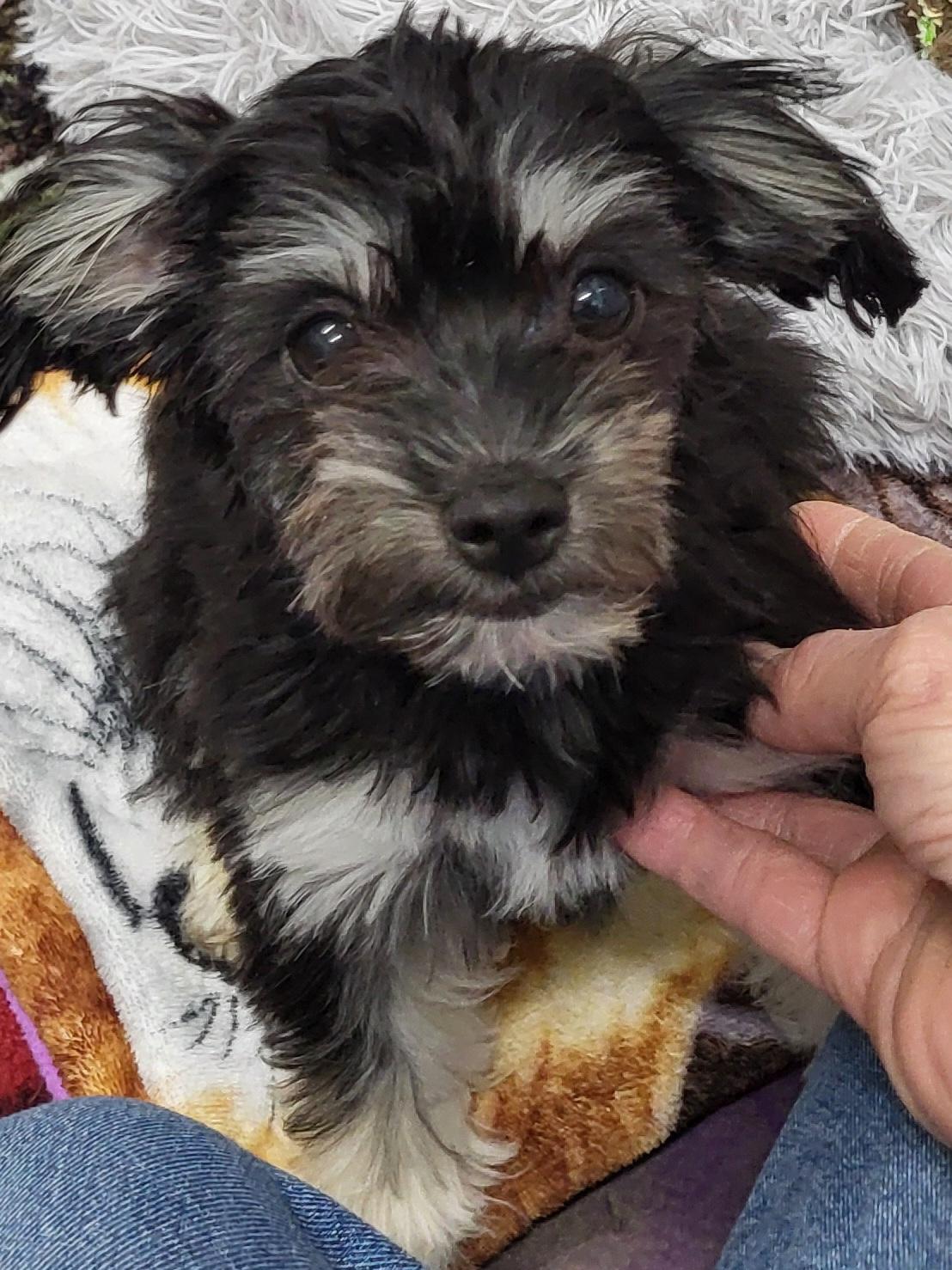 Enlarge Freya, an adopted mixed breed in Anna, IL image 1/4