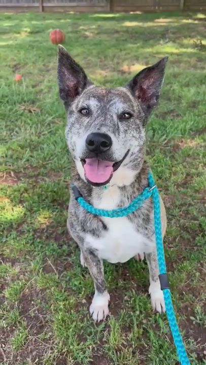 Enlarge Bashful, a Adopted mixed breed in Reidsville, NC video 5/9