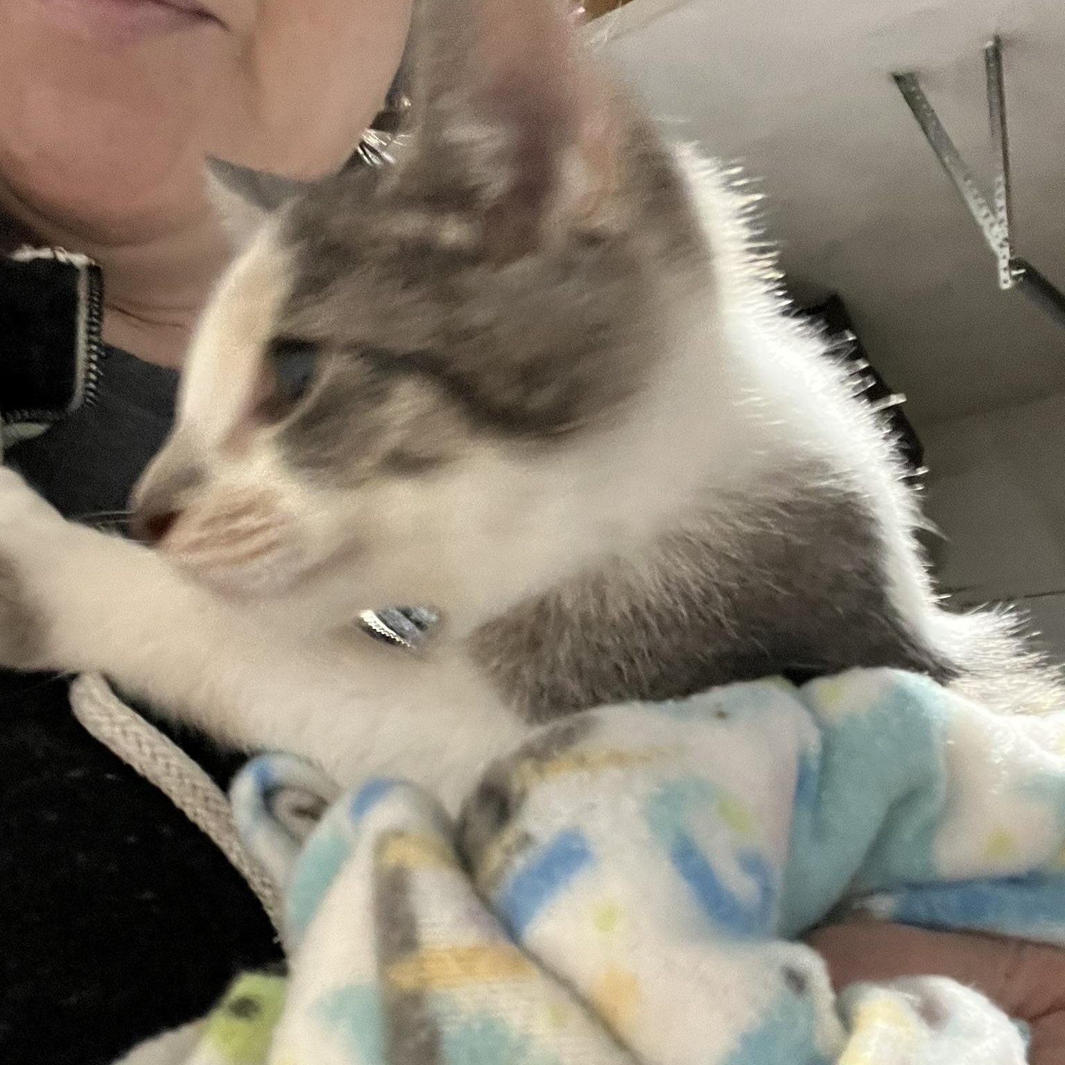 Enlarge Phoenix (male calico), a Adoptable Domestic Short Hair in Delta, OH image 3/5