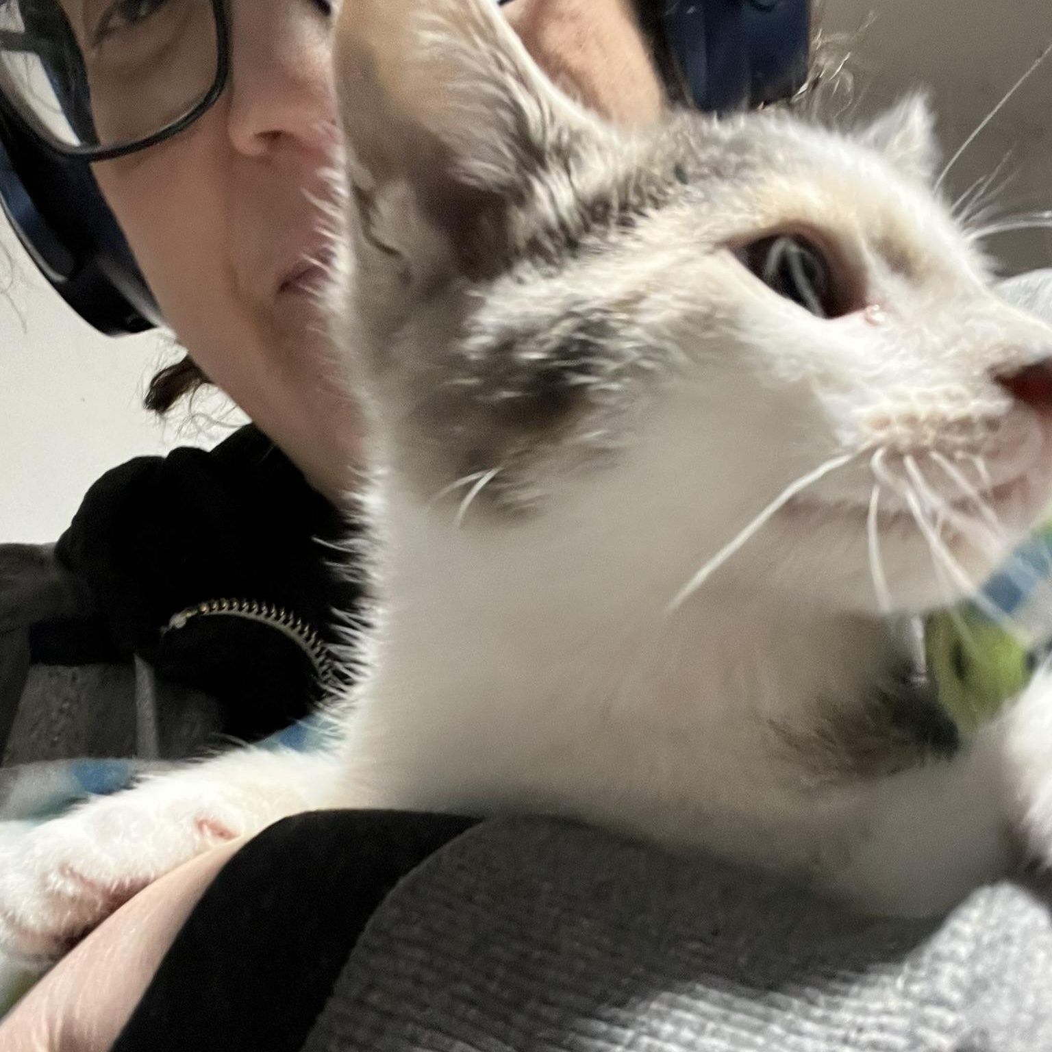 Enlarge Phoenix (male calico), a Adoptable Domestic Short Hair in Delta, OH image 2/5