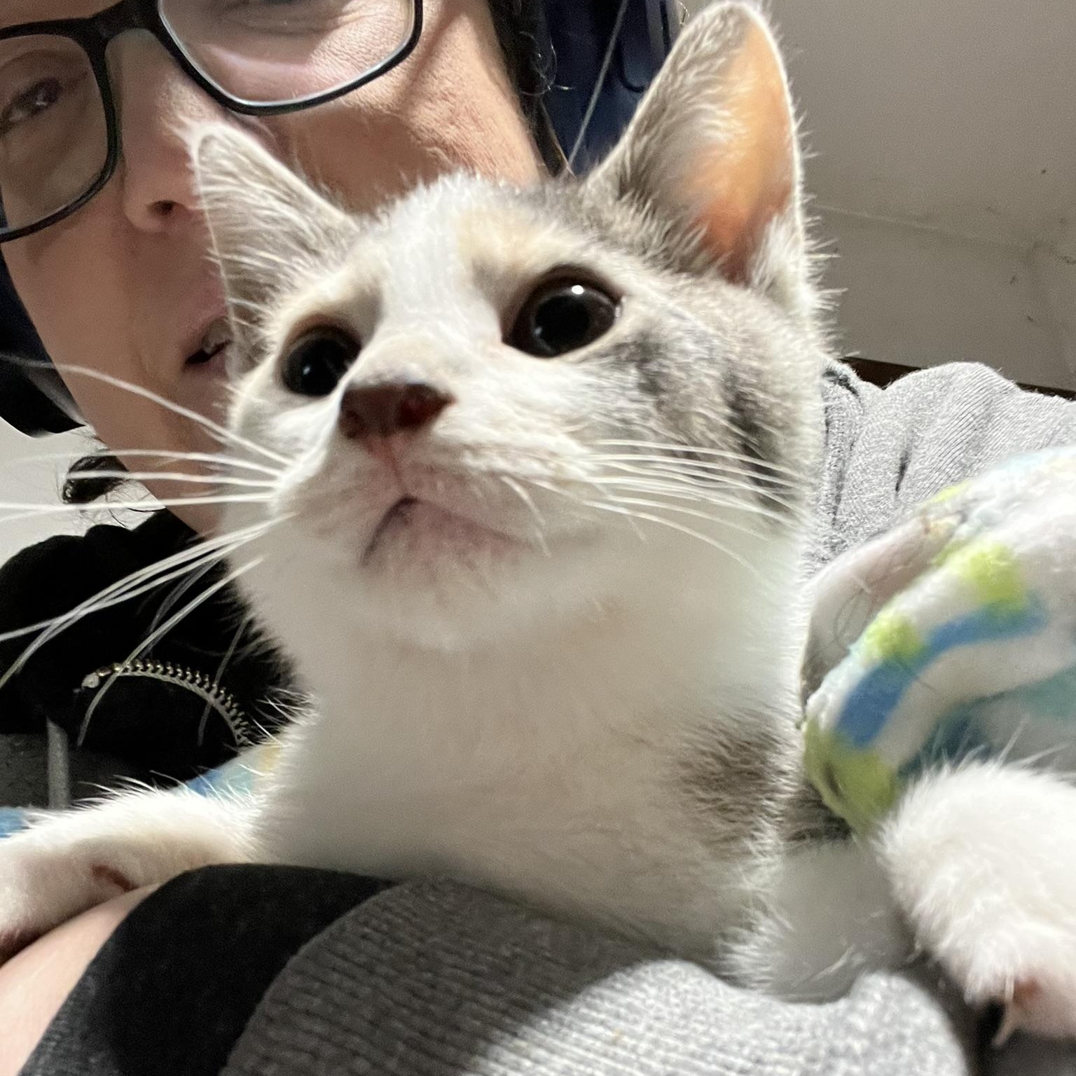 Phoenix (male calico), Adoptable, Kitten Male Domestic Short Hair.