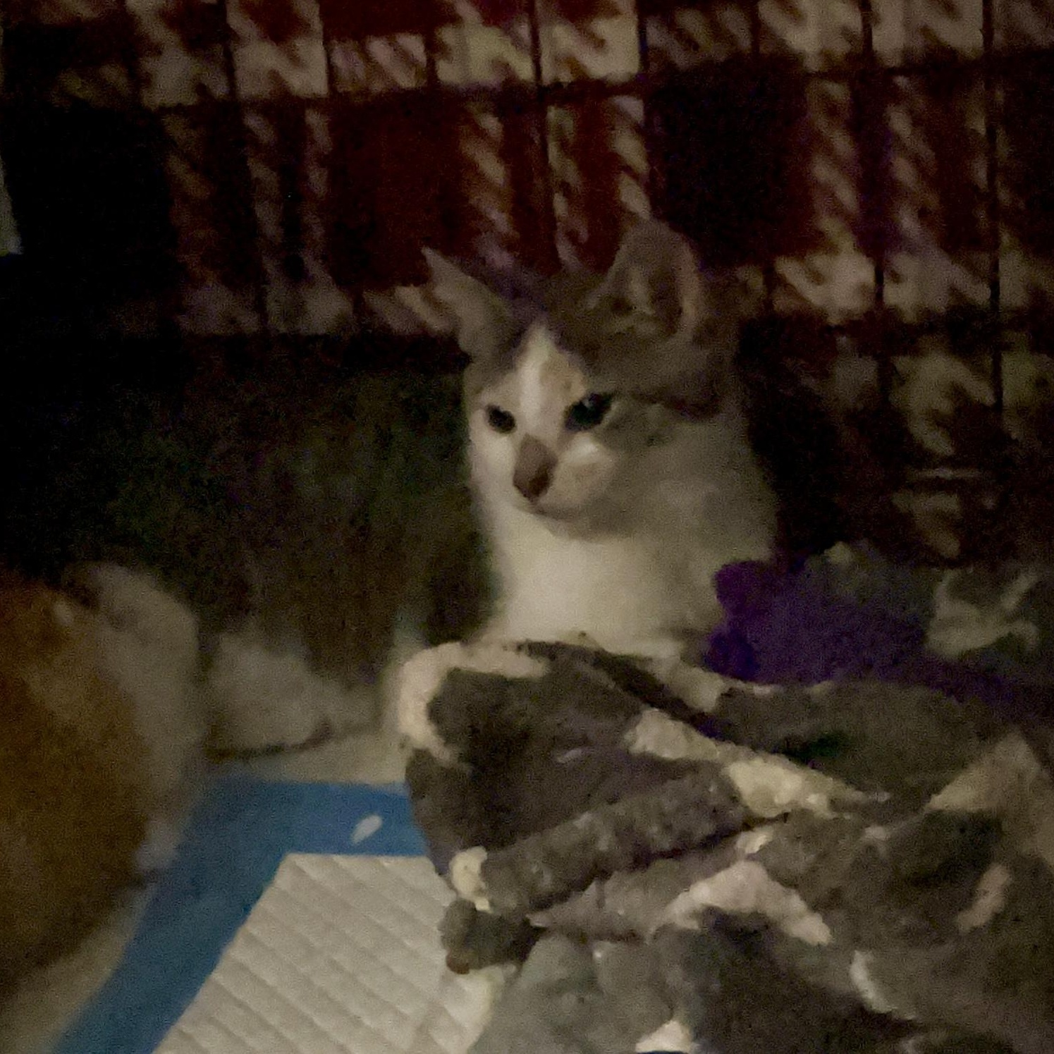 Enlarge Phoenix (male calico), an adopted Domestic Short Hair in Delta, OH image 6/6