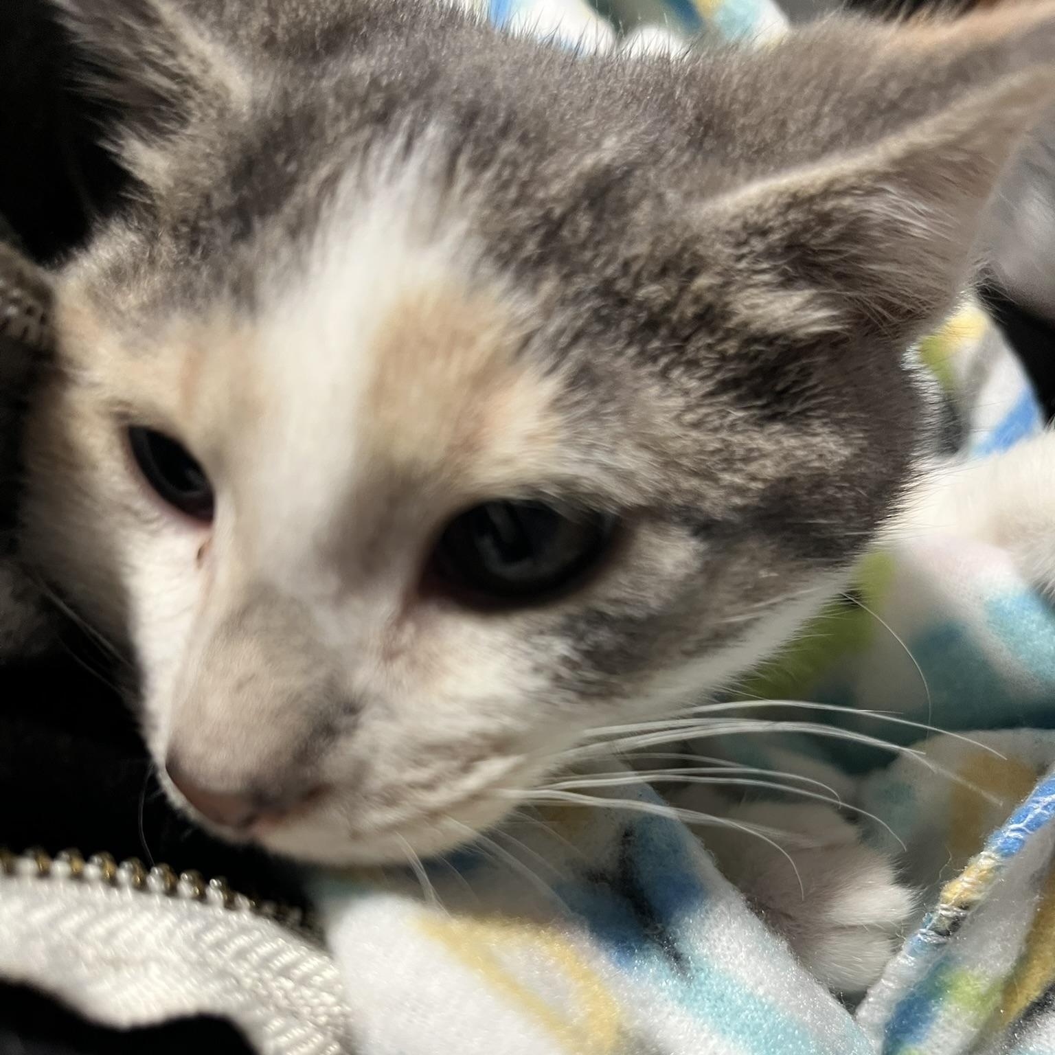 Enlarge Phoenix (male calico), a Adoptable Domestic Short Hair in Delta, OH image 5/5