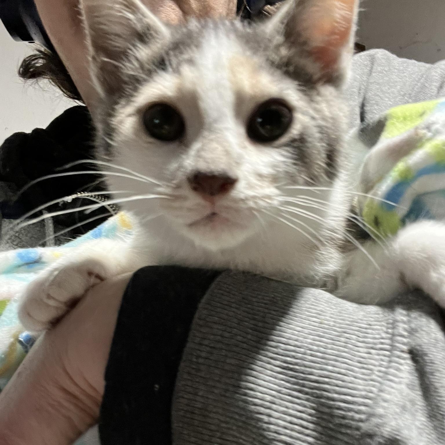 Enlarge Phoenix (male calico), a Adoptable Domestic Short Hair in Delta, OH image 4/5