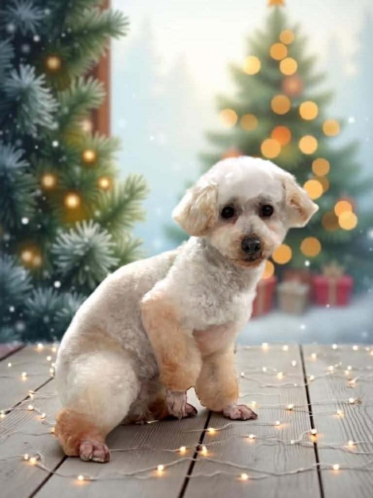 Luna, Adoptable, Adult Female Bichon Frise & Poodle.