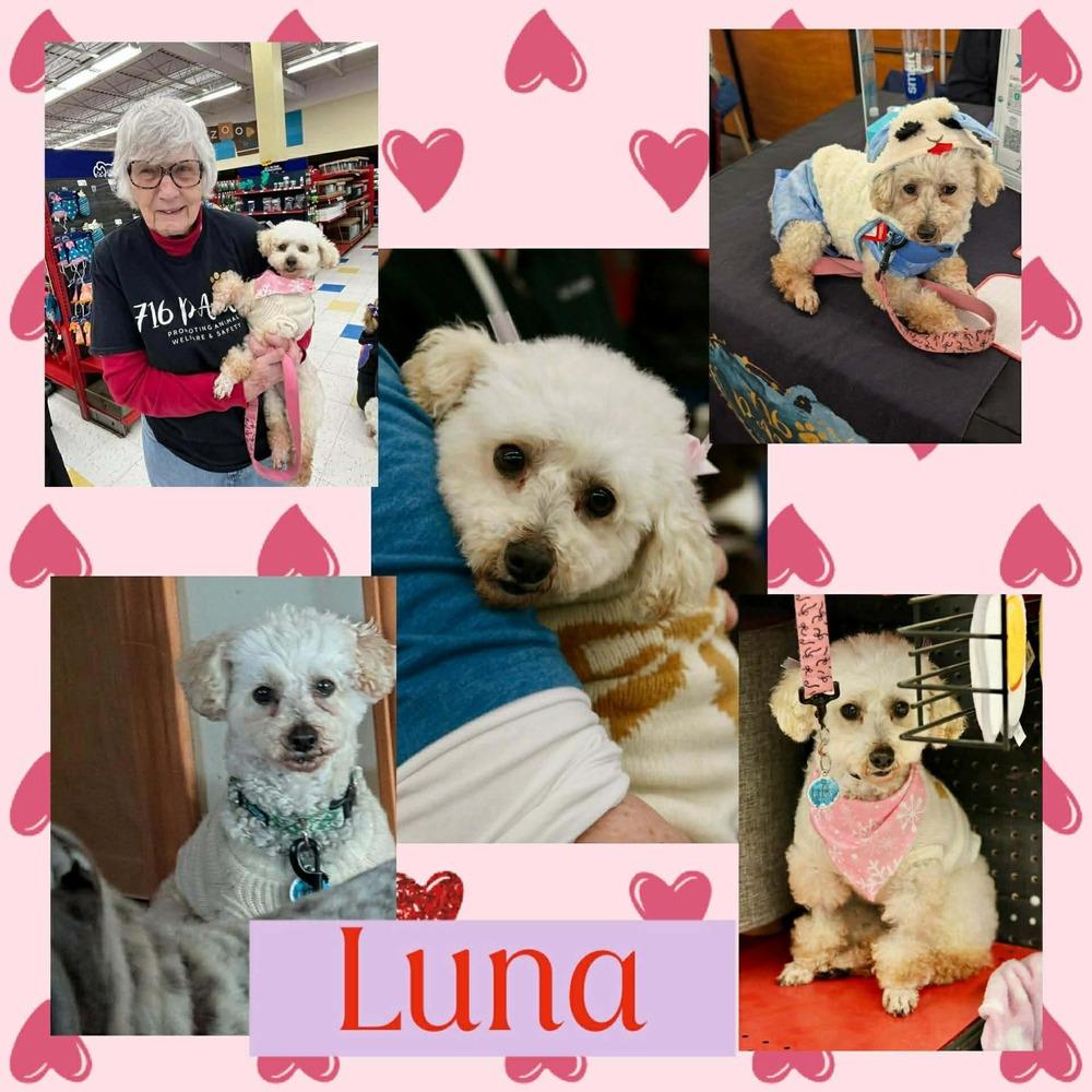 Luna, a Adoptable mixed breed in Amherst, NY image 2/5