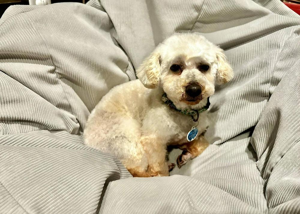 Luna, a Adoptable mixed breed in Amherst, NY image 3/5