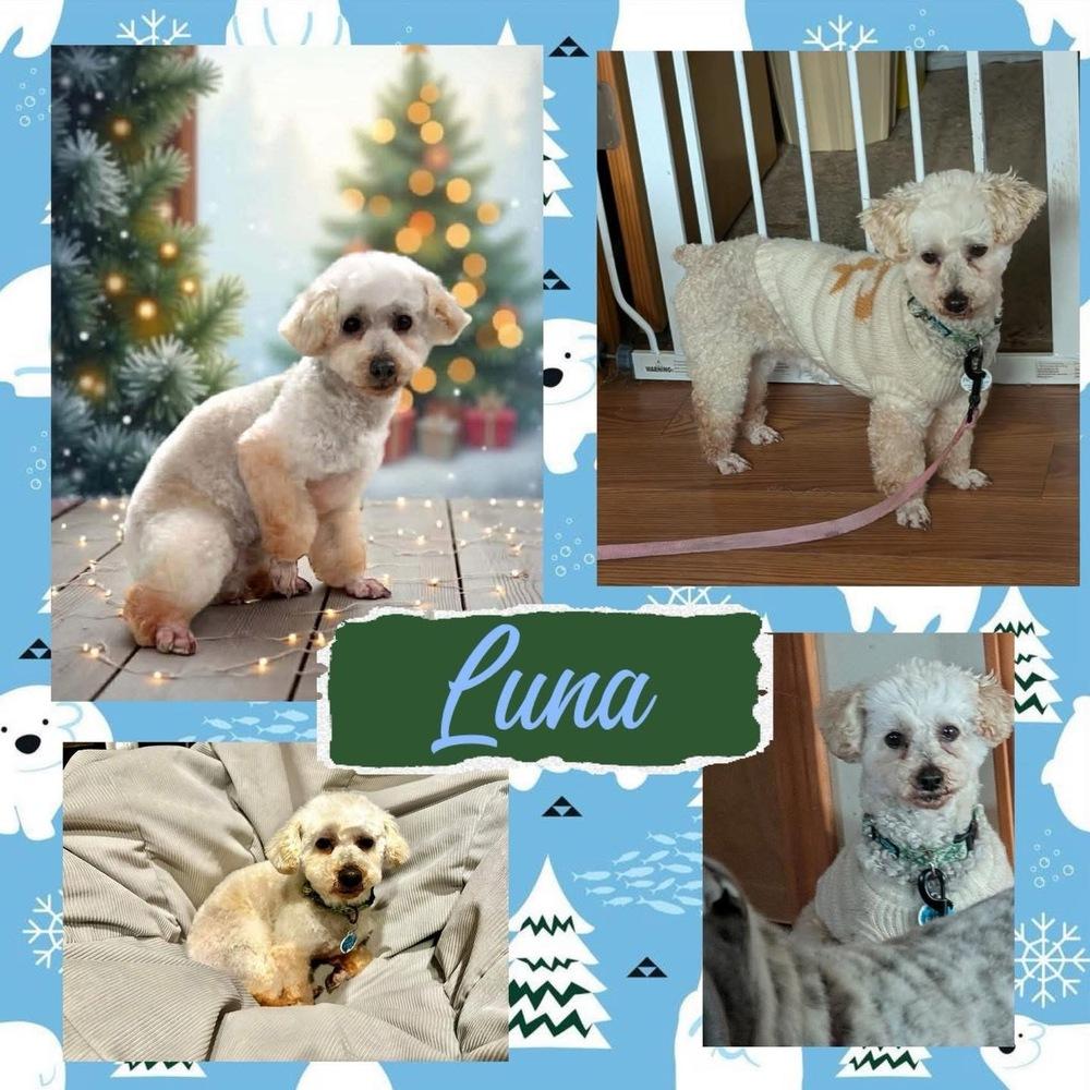 Luna, a Adoptable mixed breed in Amherst, NY image 4/5