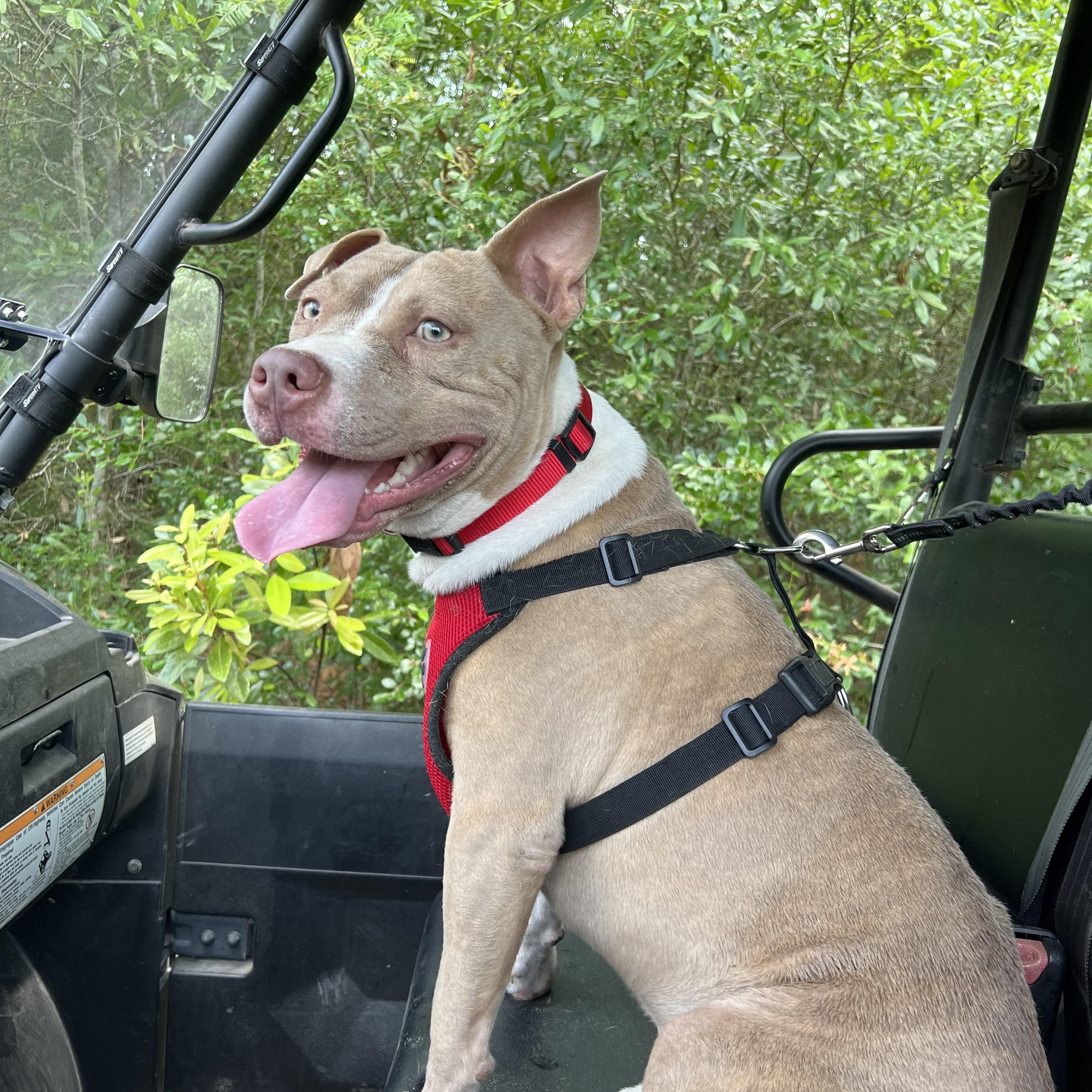 Toby, Adoptable, Adult Male American Bulldog.