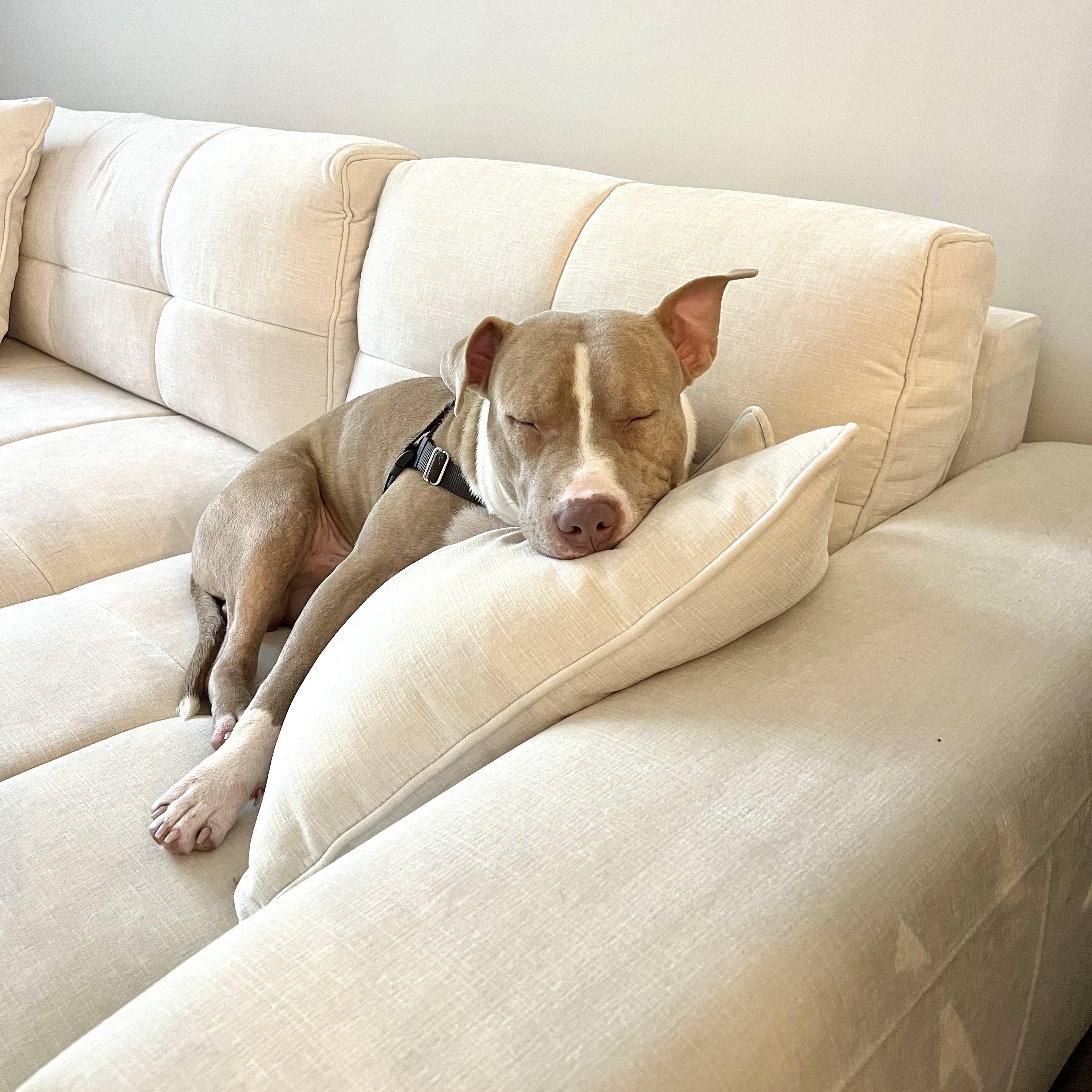 Enlarge Toby, a Adoptable mixed breed in Coral gables, FL image 3/6