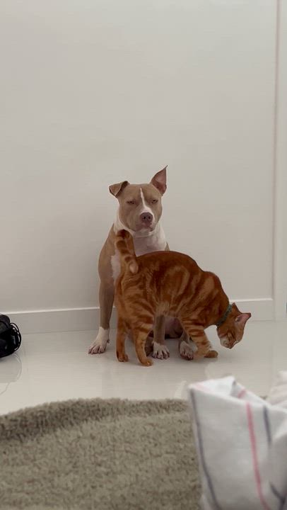 Enlarge Toby, a Adoptable mixed breed in Coral gables, FL video 6/6