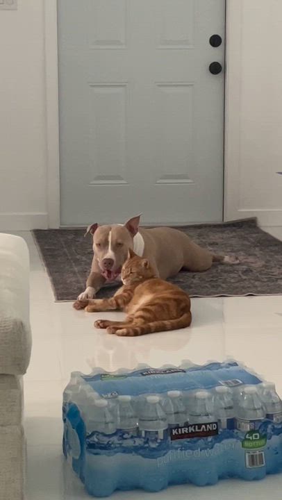 Enlarge Toby, a Adoptable mixed breed in Coral gables, FL video 1/6