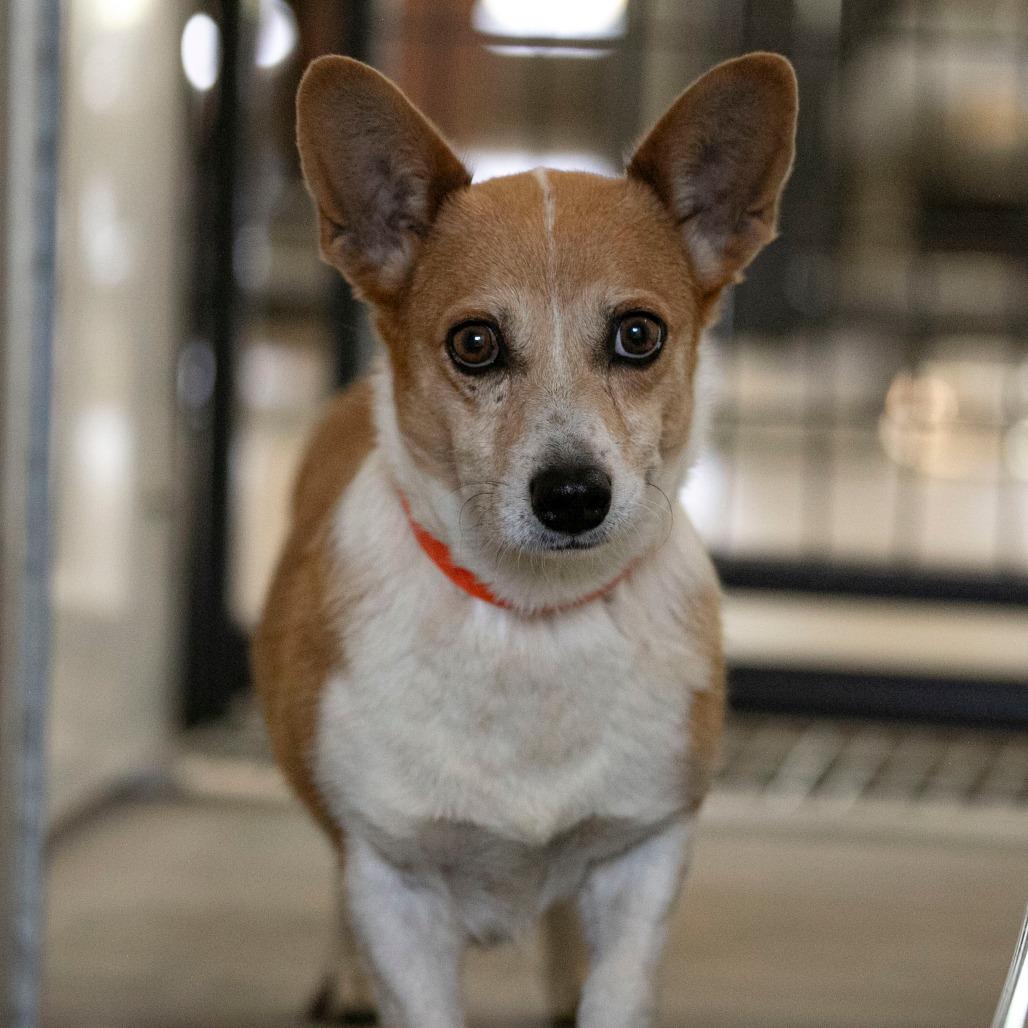 Simonne (JY24-89), Adoptable, Senior Female Corgi.