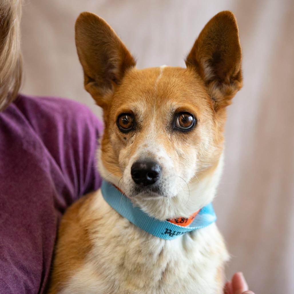 Simonne (JY24-89), a Adoptable Corgi in Bendena, KS image 2/6