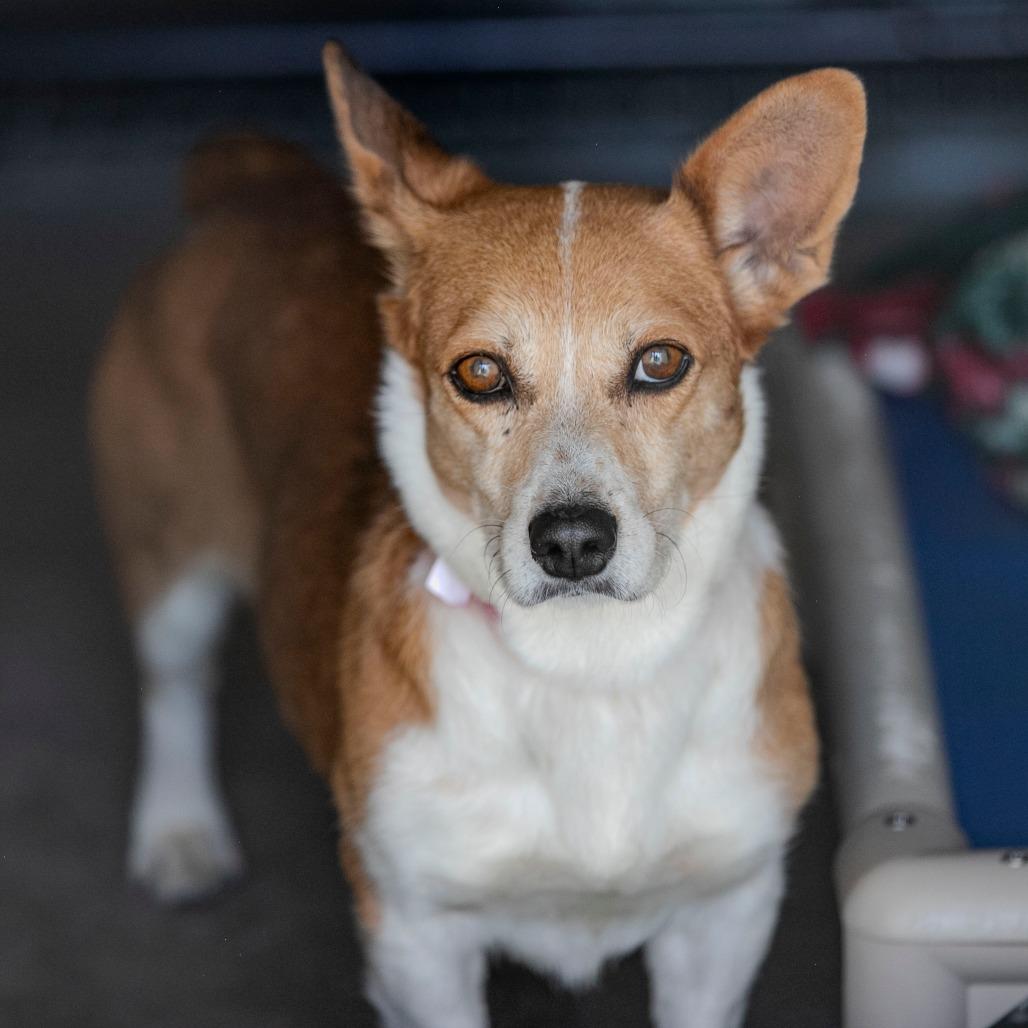 Simonne (JY24-89), a Adoptable Corgi in Bendena, KS image 3/6
