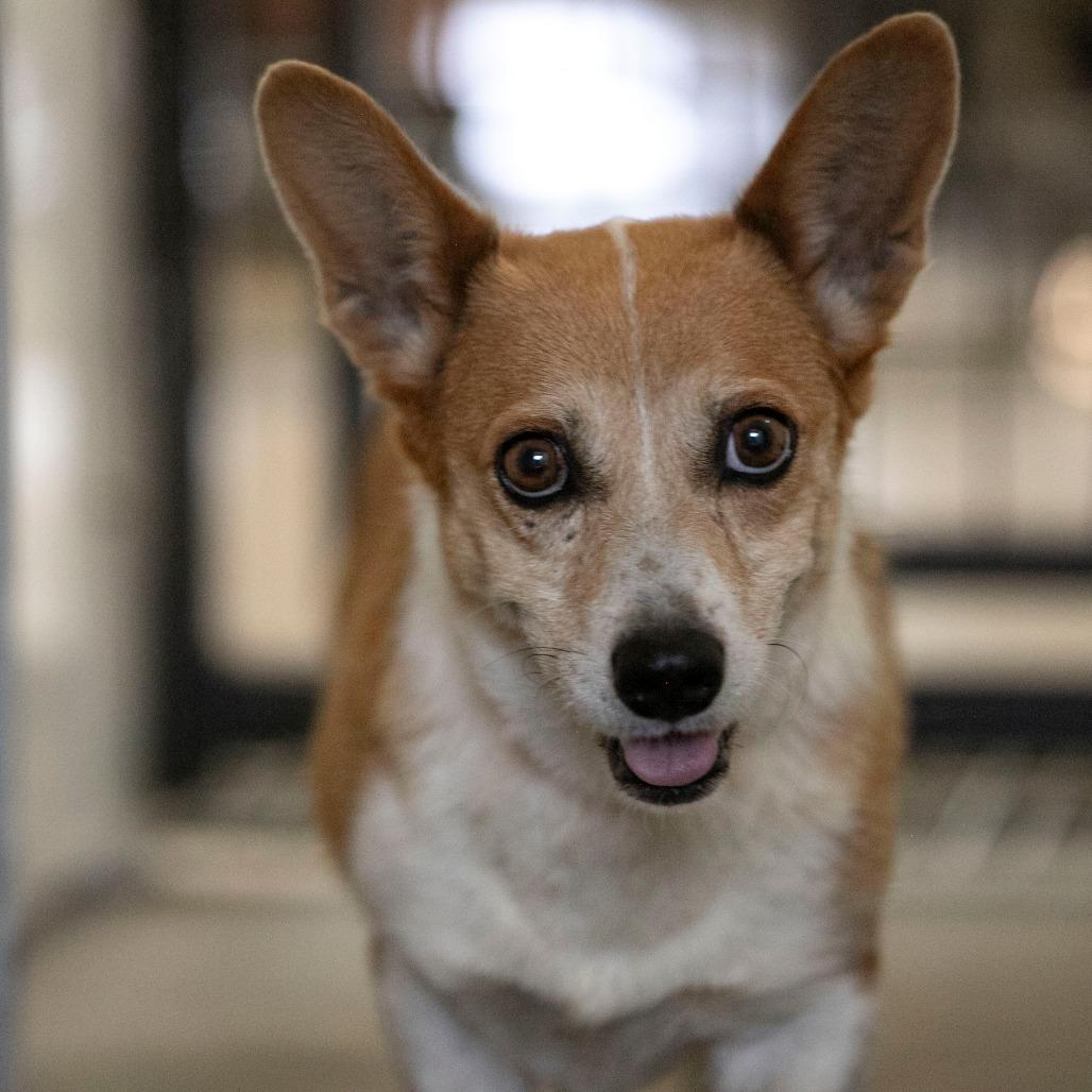 Simonne (JY24-89), a Adoptable Corgi in Bendena, KS image 5/6