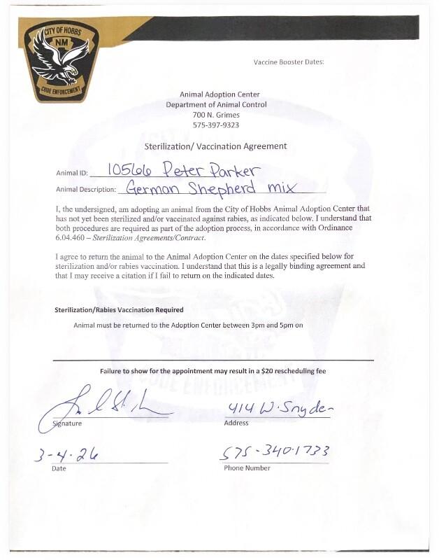 Enlarge Peter Parker, a Adoptable German Shepherd Dog in Hobbs, NM image 2/2