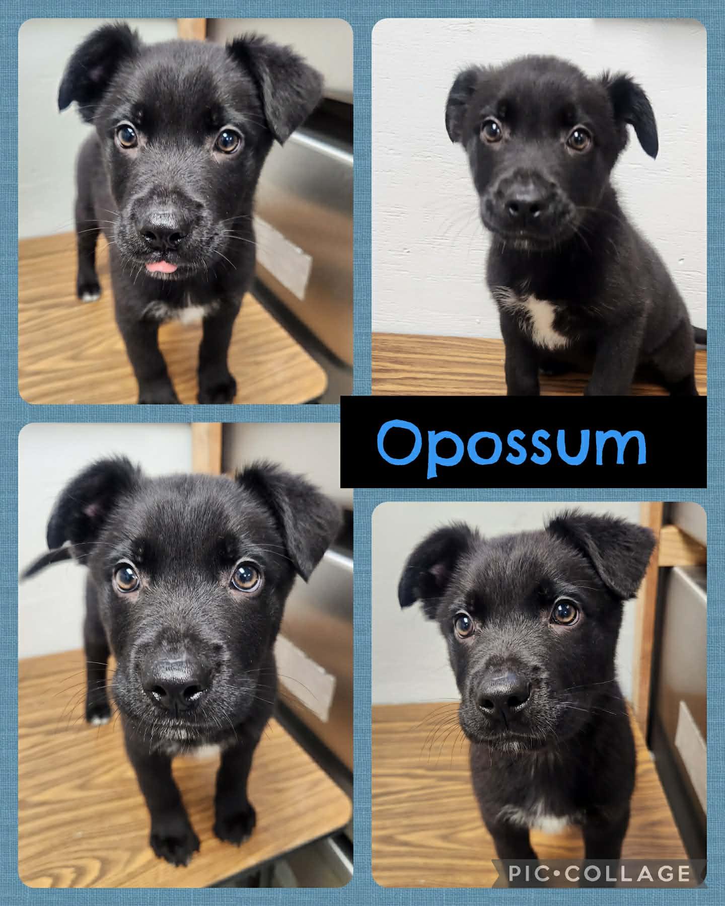 Enlarge Opossum, a ADOPTABLE mixed breed in Ringwood, NJ image 1/1