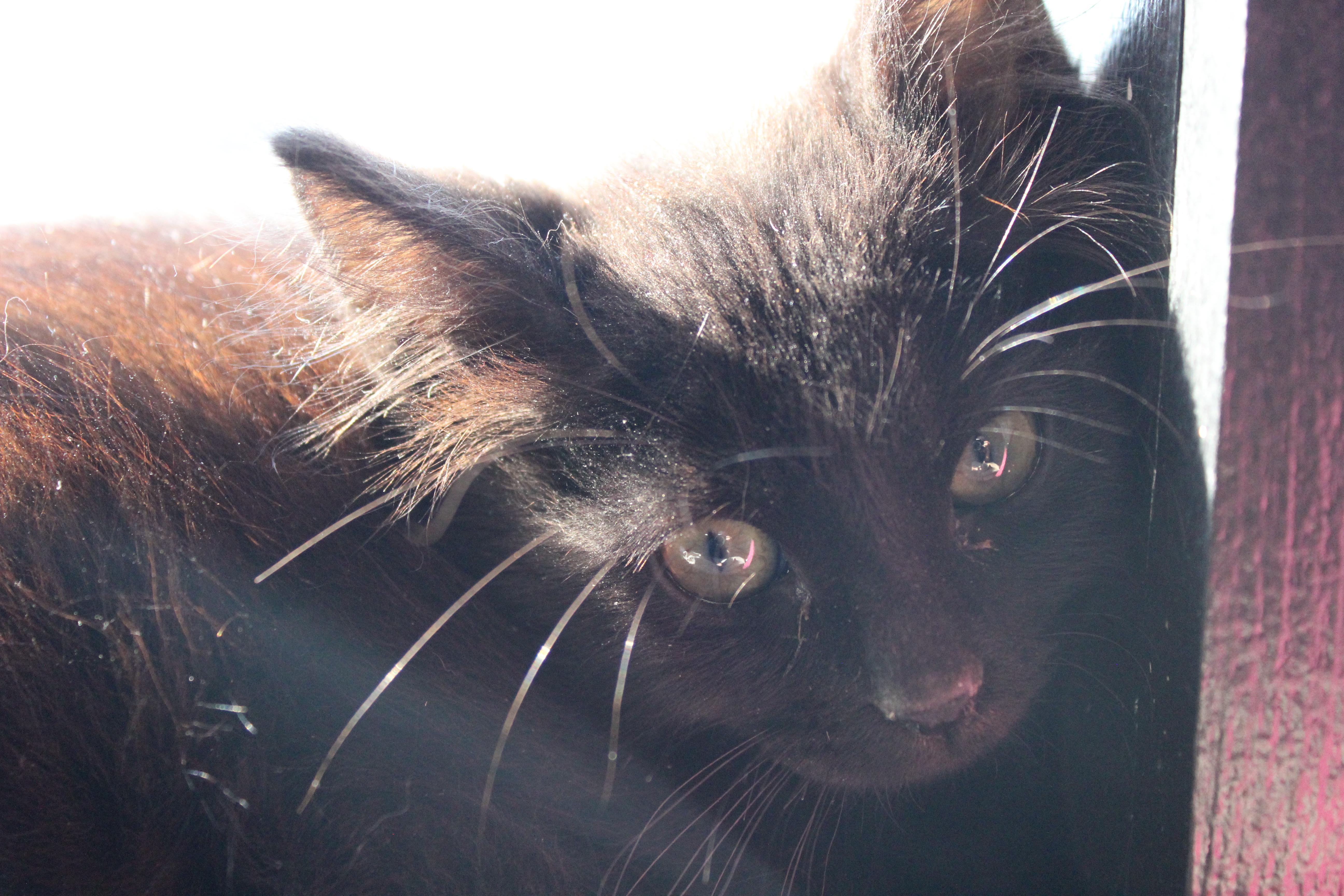 Enlarge Mr. Purrfect, a ADOPTABLE Domestic Medium Hair in Temple, TX image 2/4