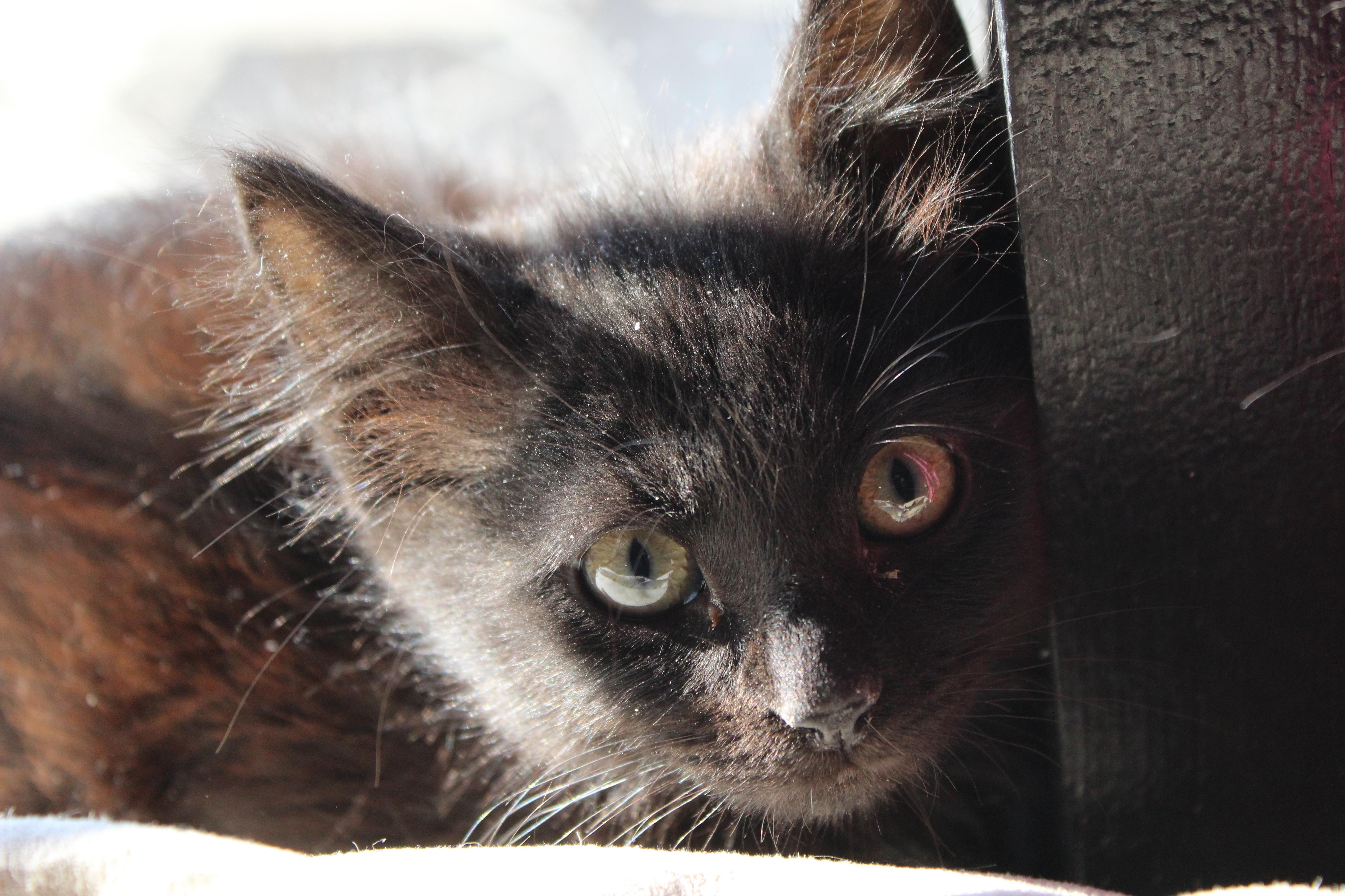 Mr. Purrfect, ADOPTABLE, Kitten Male Domestic Medium Hair.