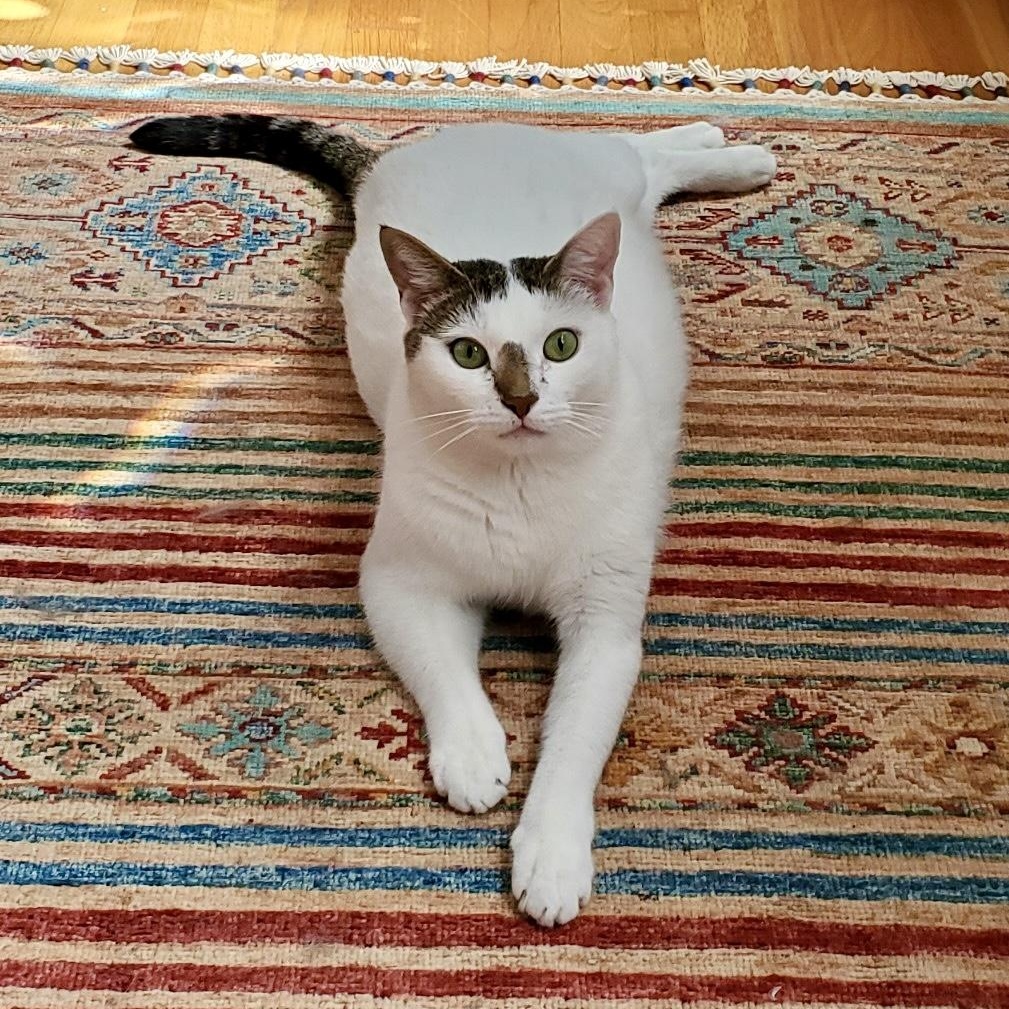 Julian, Adoptable, Adult Male Domestic Short Hair.