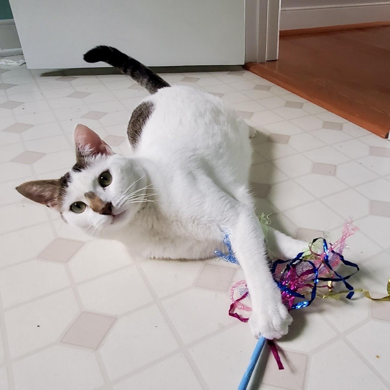 Enlarge Julian, a Adoptable Domestic Short Hair in Richmond, VA image 2/6