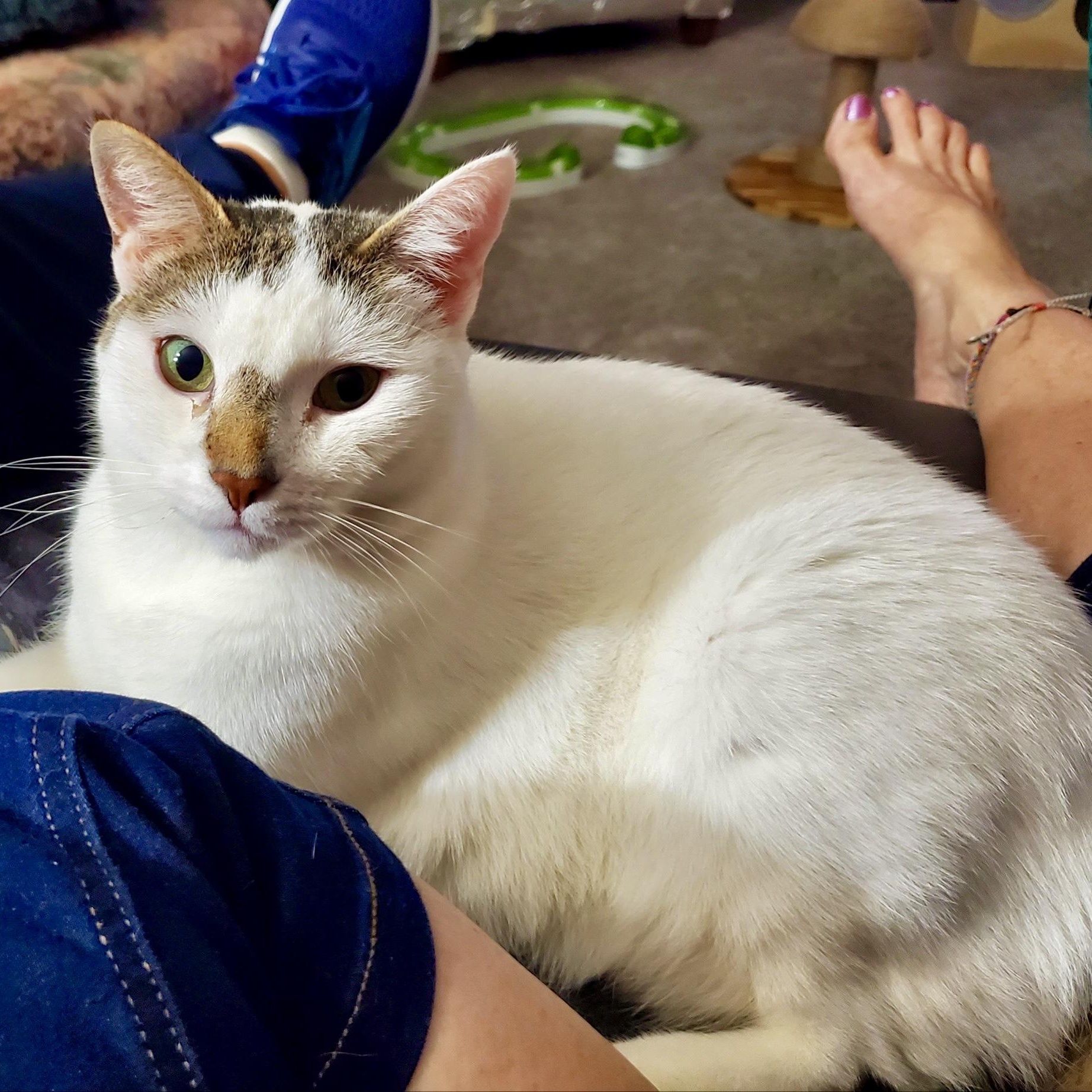 Enlarge Julian, a Adoptable Domestic Short Hair in Richmond, VA image 4/6