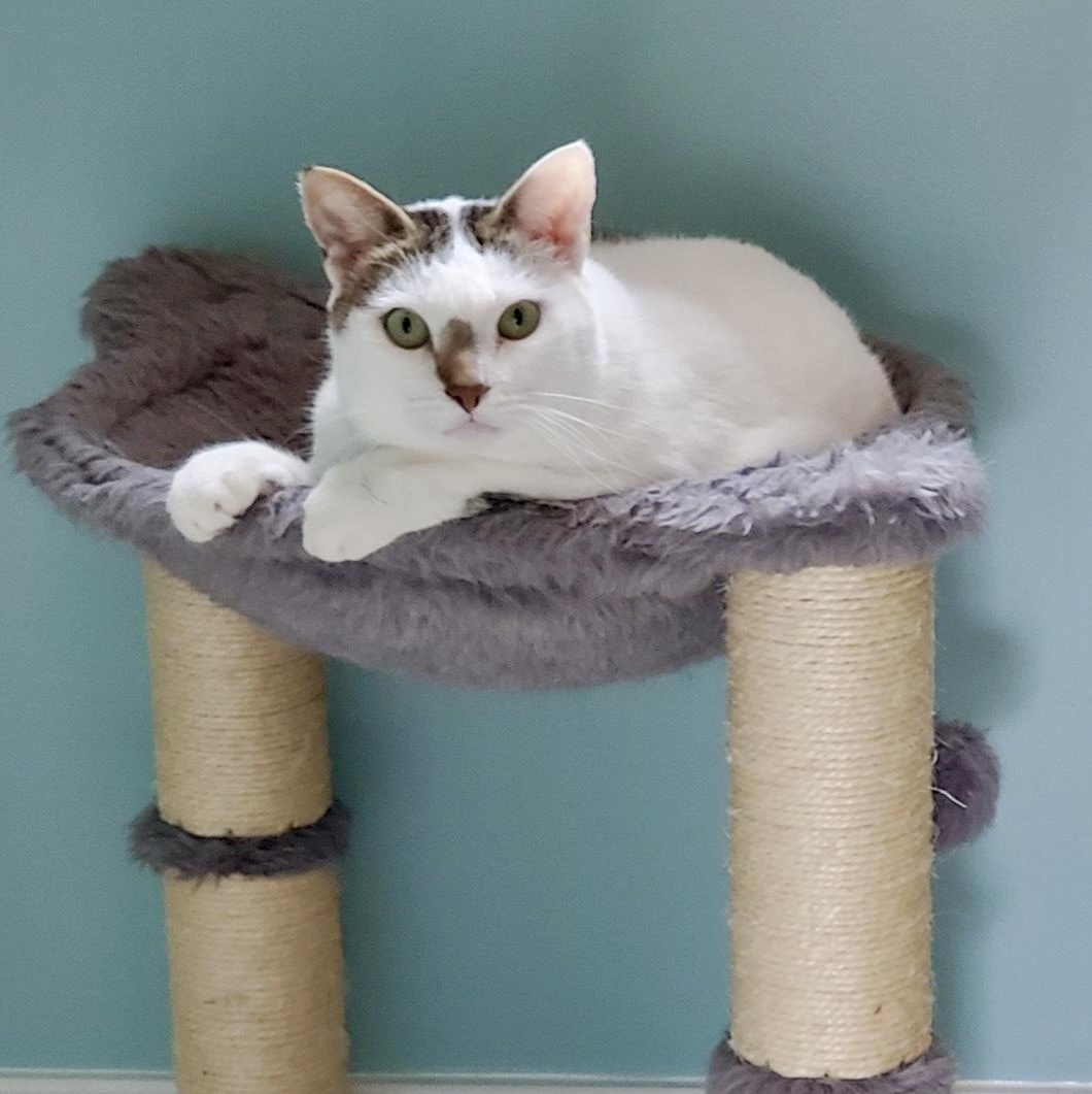 Enlarge Julian, a Adoptable Domestic Short Hair in Richmond, VA image 6/6