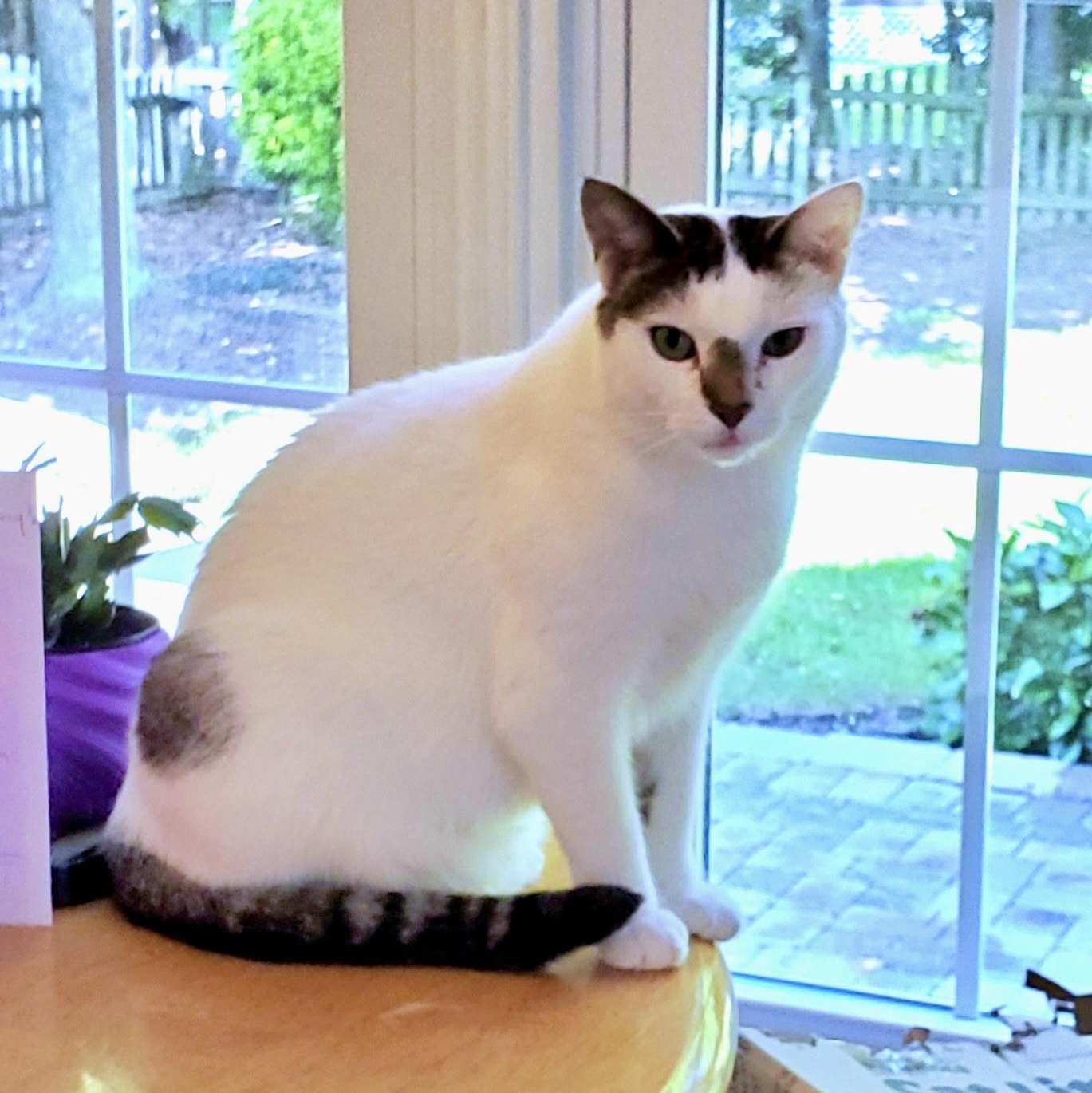 Enlarge Julian, a Adoptable Domestic Short Hair in Richmond, VA image 3/6