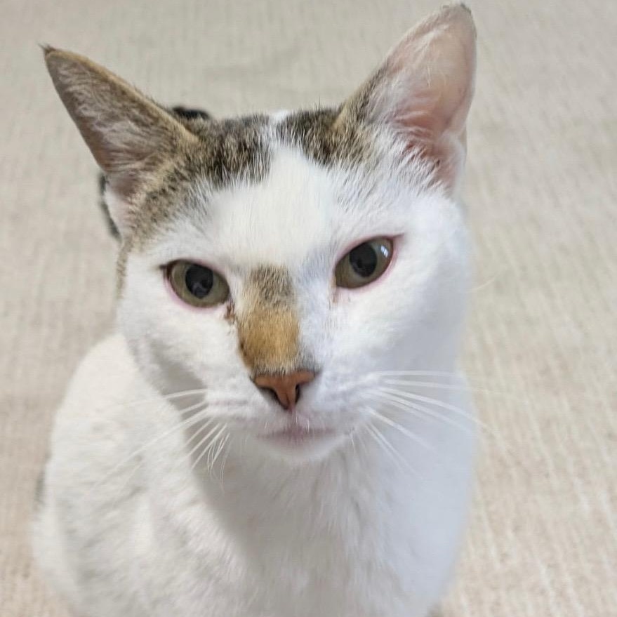 Enlarge Julian, a Adoptable Domestic Short Hair in Richmond, VA image 5/6