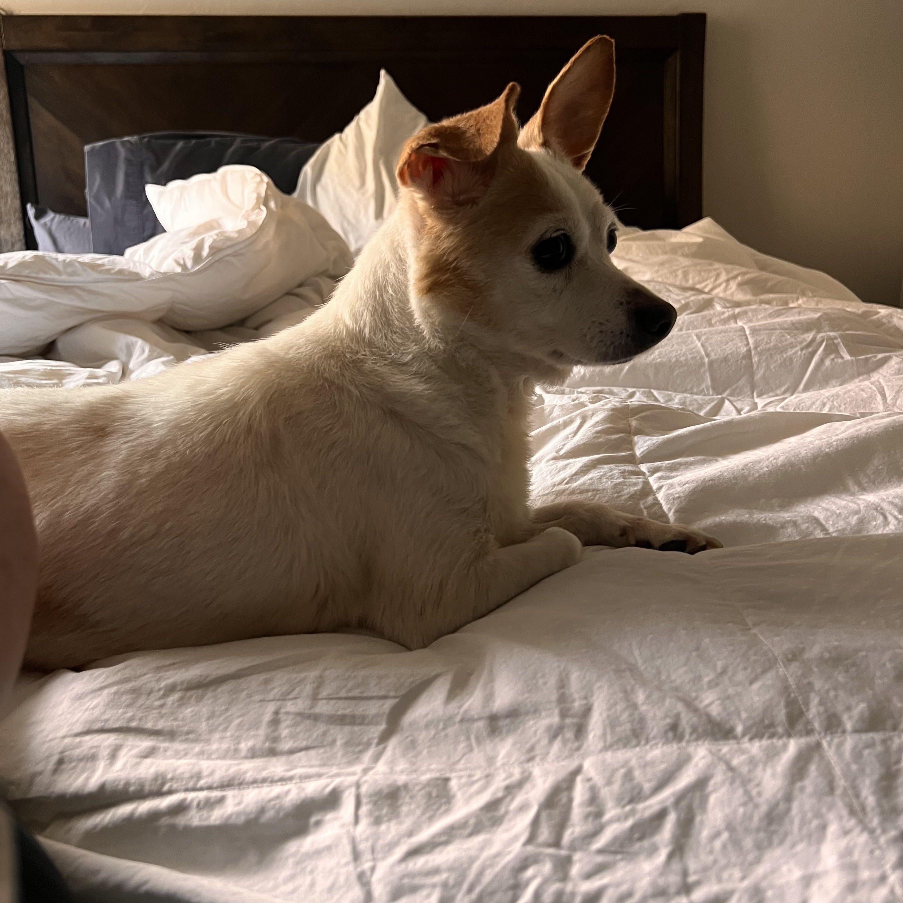 Enlarge Darla, an adopted mixed breed in Choctaw, OK image 5/6