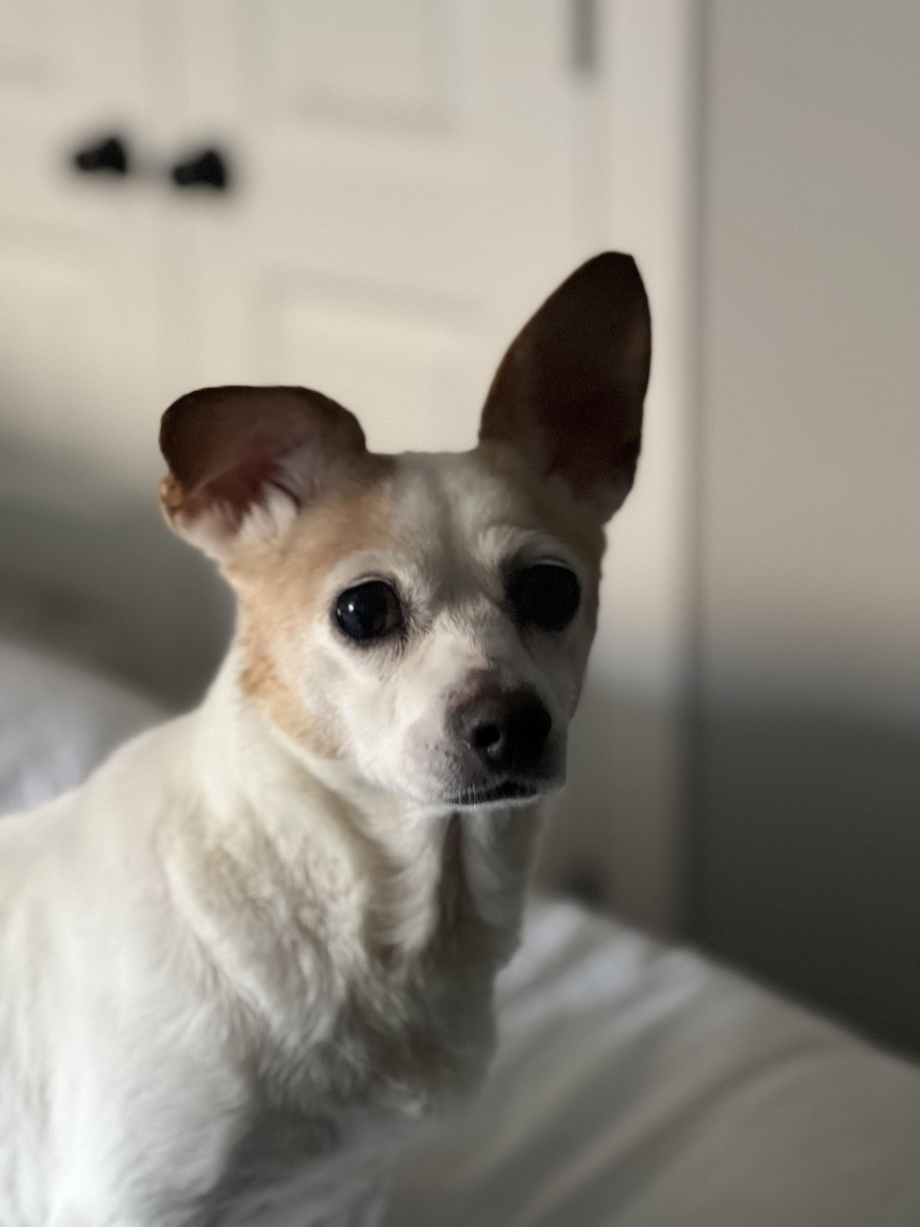 Enlarge Darla, an adopted mixed breed in Choctaw, OK image 1/6