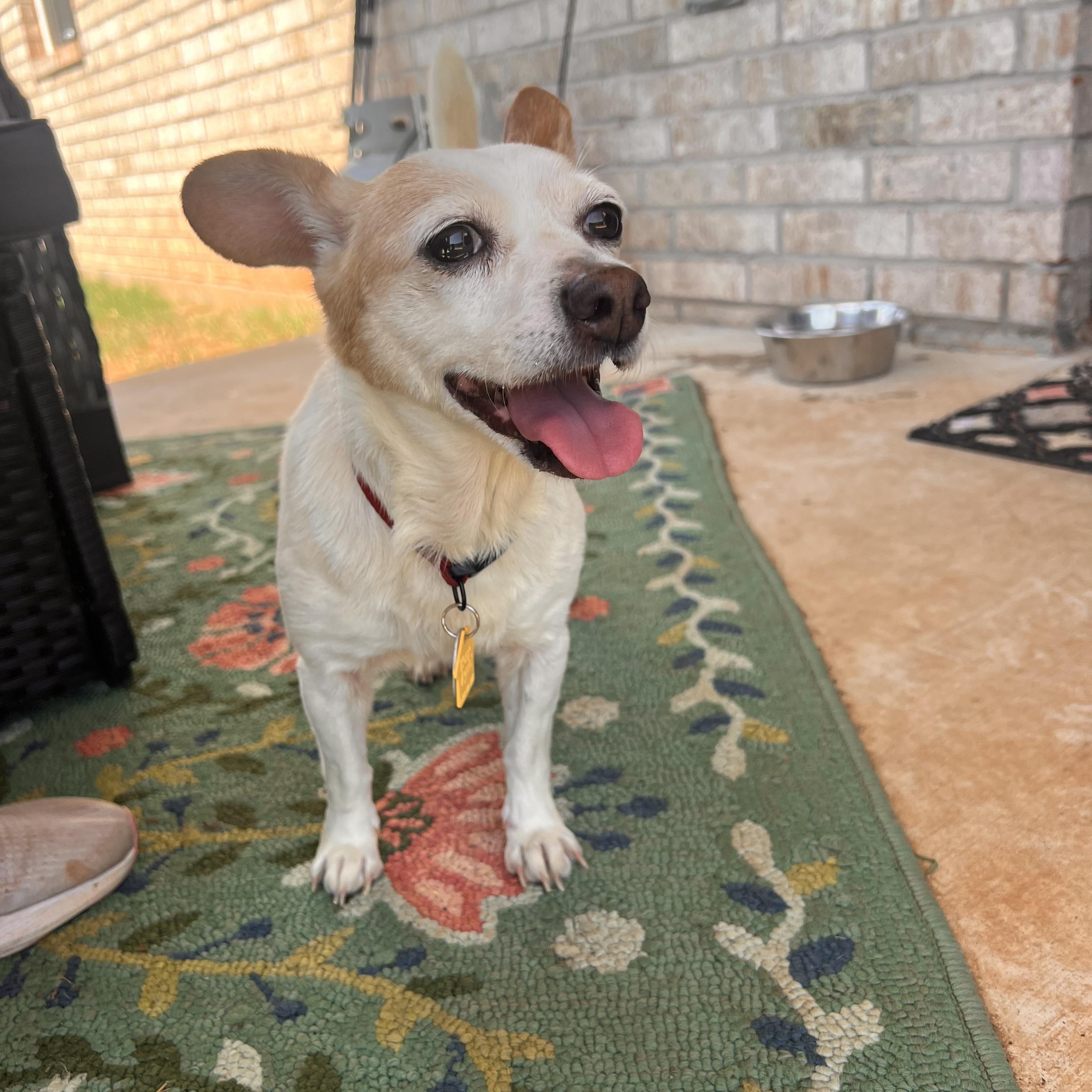 Enlarge Darla, an adopted mixed breed in Choctaw, OK image 2/6