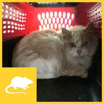 BLT, ADOPTABLE, Kitten Male Domestic Long Hair.