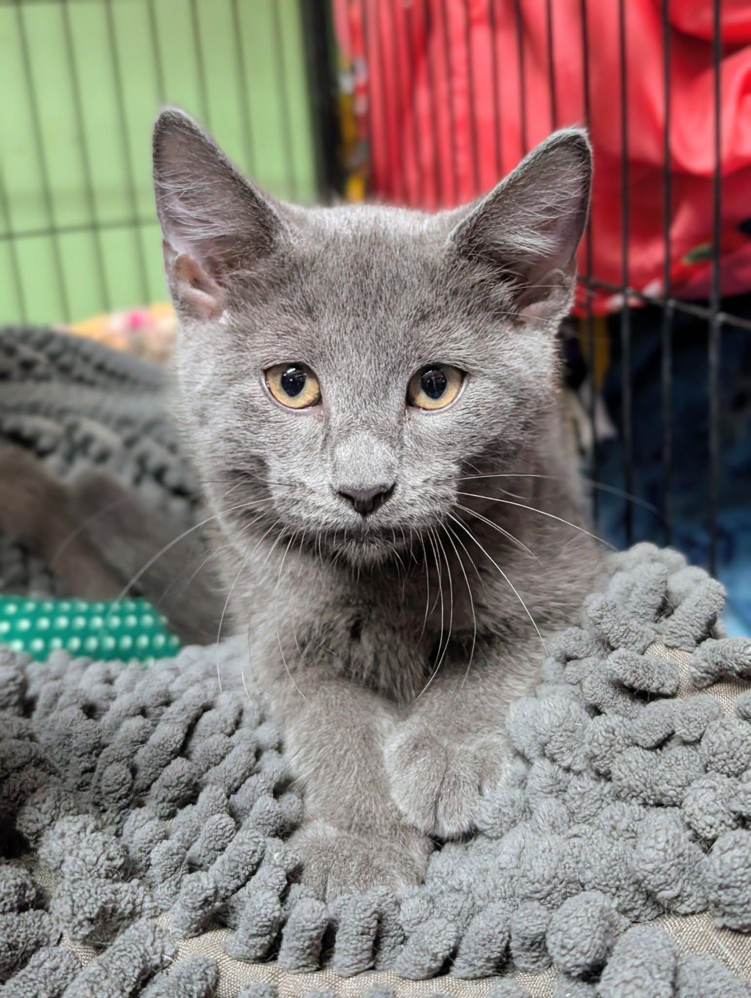 Blue Curacao, Adopted, Kitten Female Domestic Short Hair.