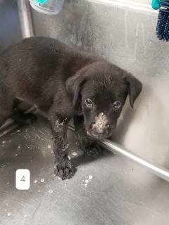 Luna, Adoptable, Puppy Female Australian Cattle Dog / Blue Heeler.