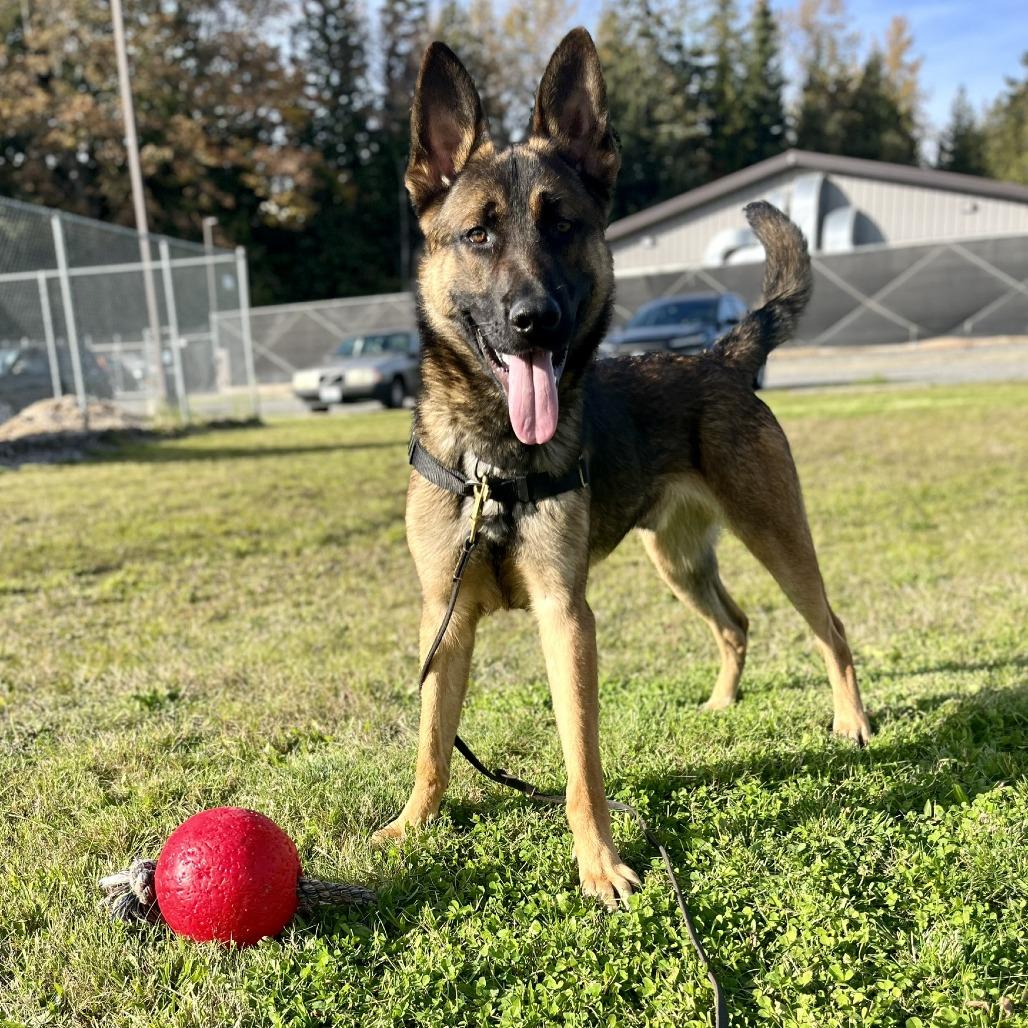 Ranger, Adoptable, Adult Male Belgian Shepherd / Malinois & German Shepherd Dog.