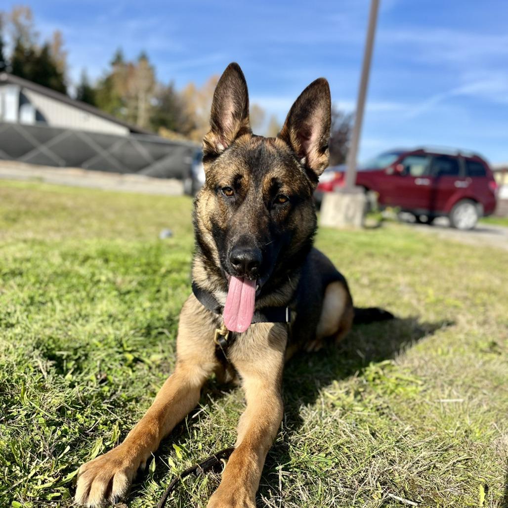 Ranger, a Adoptable mixed breed in Bellingham, WA image 2/6