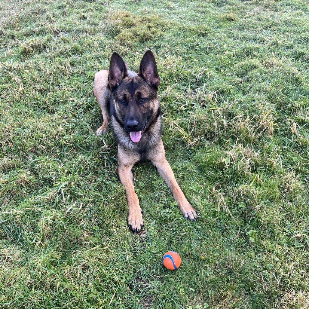 Ranger, a Adoptable mixed breed in Bellingham, WA image 3/6