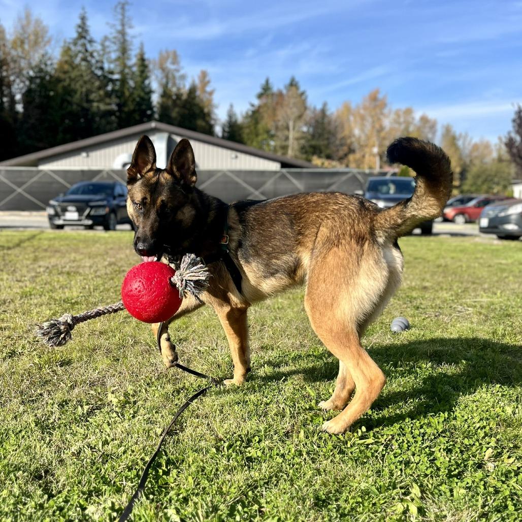 Ranger, a Adoptable mixed breed in Bellingham, WA image 4/6