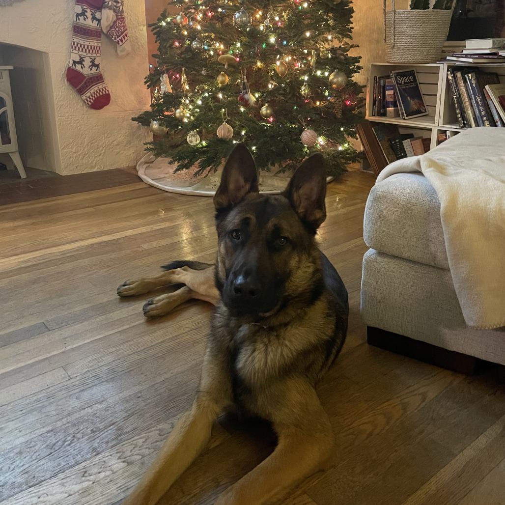 Ranger, a Adoptable mixed breed in Bellingham, WA image 5/6