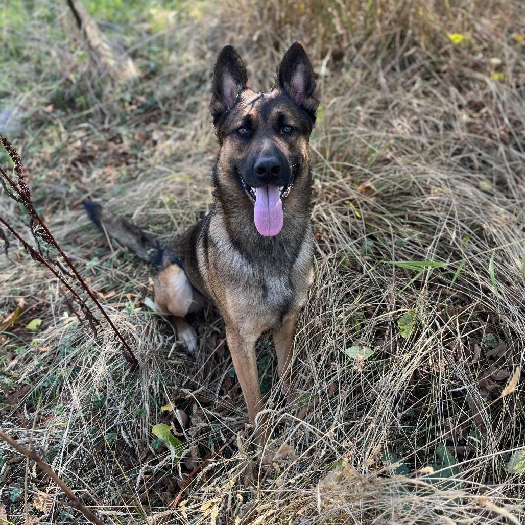 Ranger, a Adoptable mixed breed in Bellingham, WA image 6/6