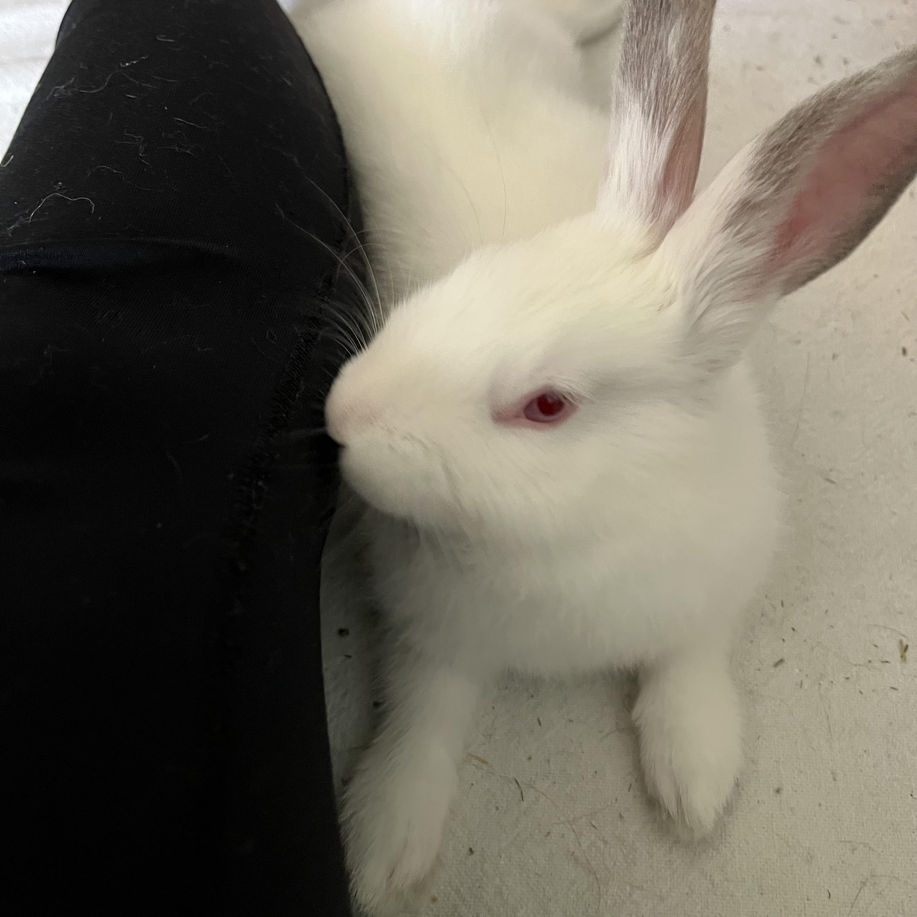 Róisín ("Little Rose"), Adoptable, Young Male Californian.