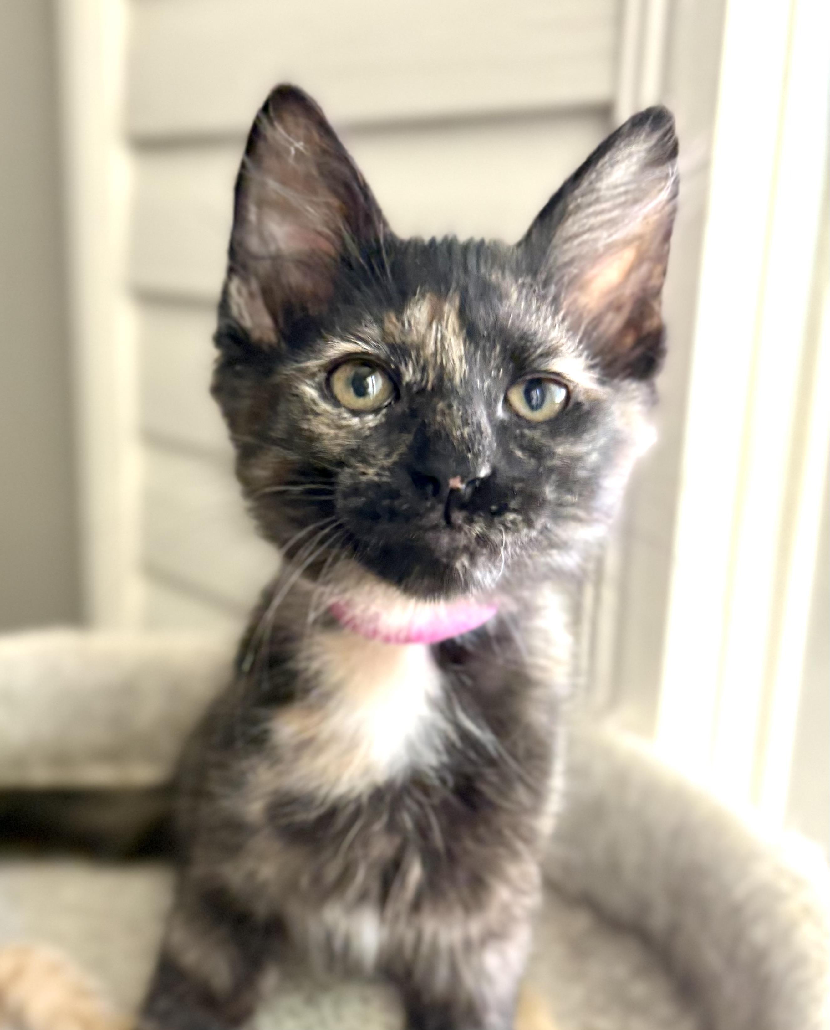 Enlarge Dumpling, a ADOPTABLE Domestic Short Hair in Oracle, AZ image 4/4