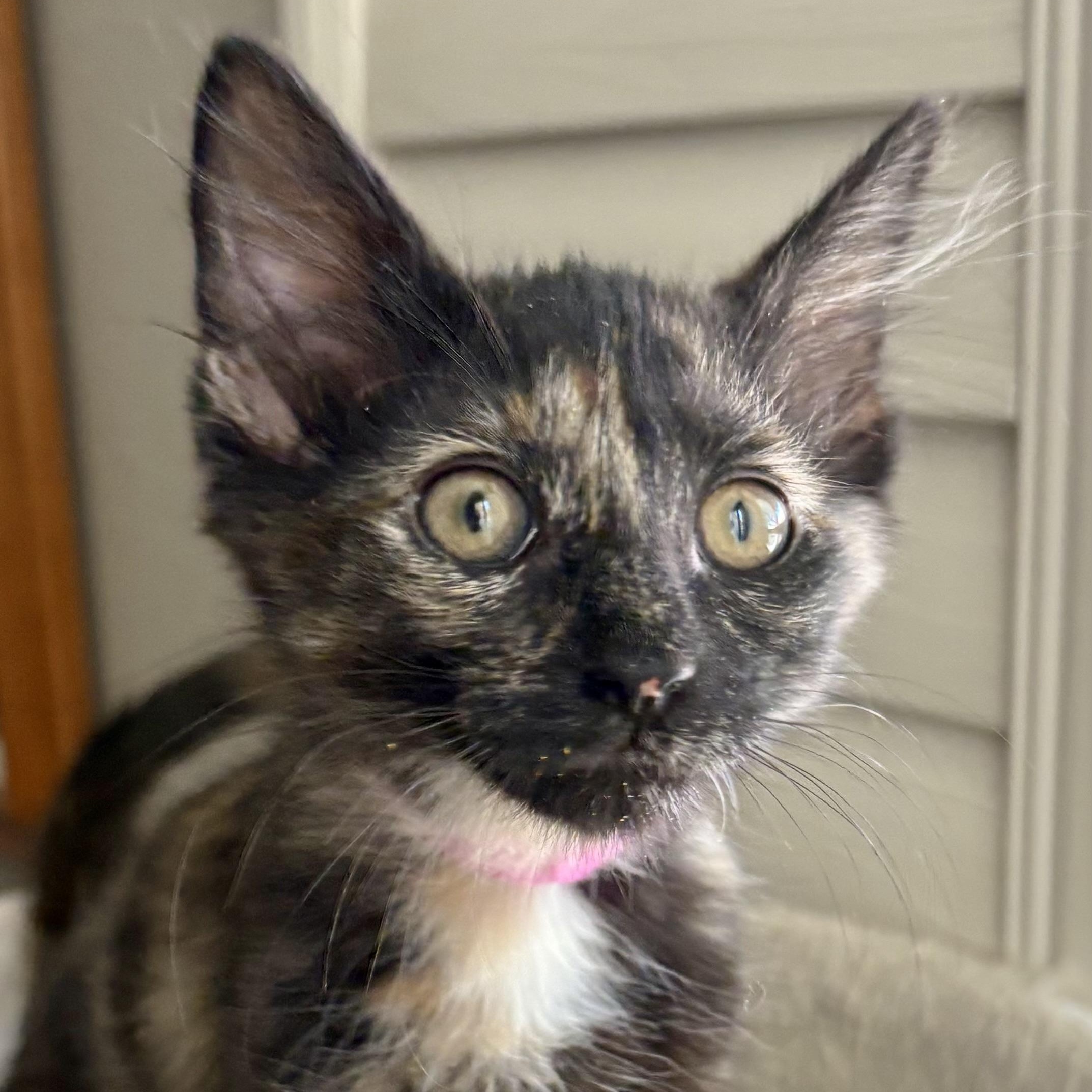Enlarge Dumpling, a ADOPTABLE Domestic Short Hair in Oracle, AZ image 3/4
