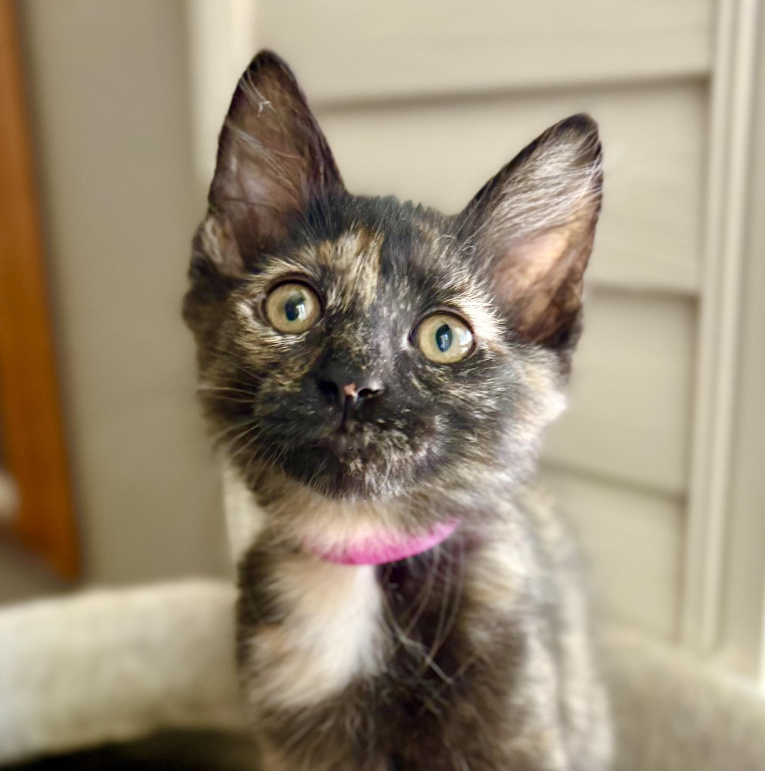 Dumpling, ADOPTABLE, Young Female Domestic Short Hair.