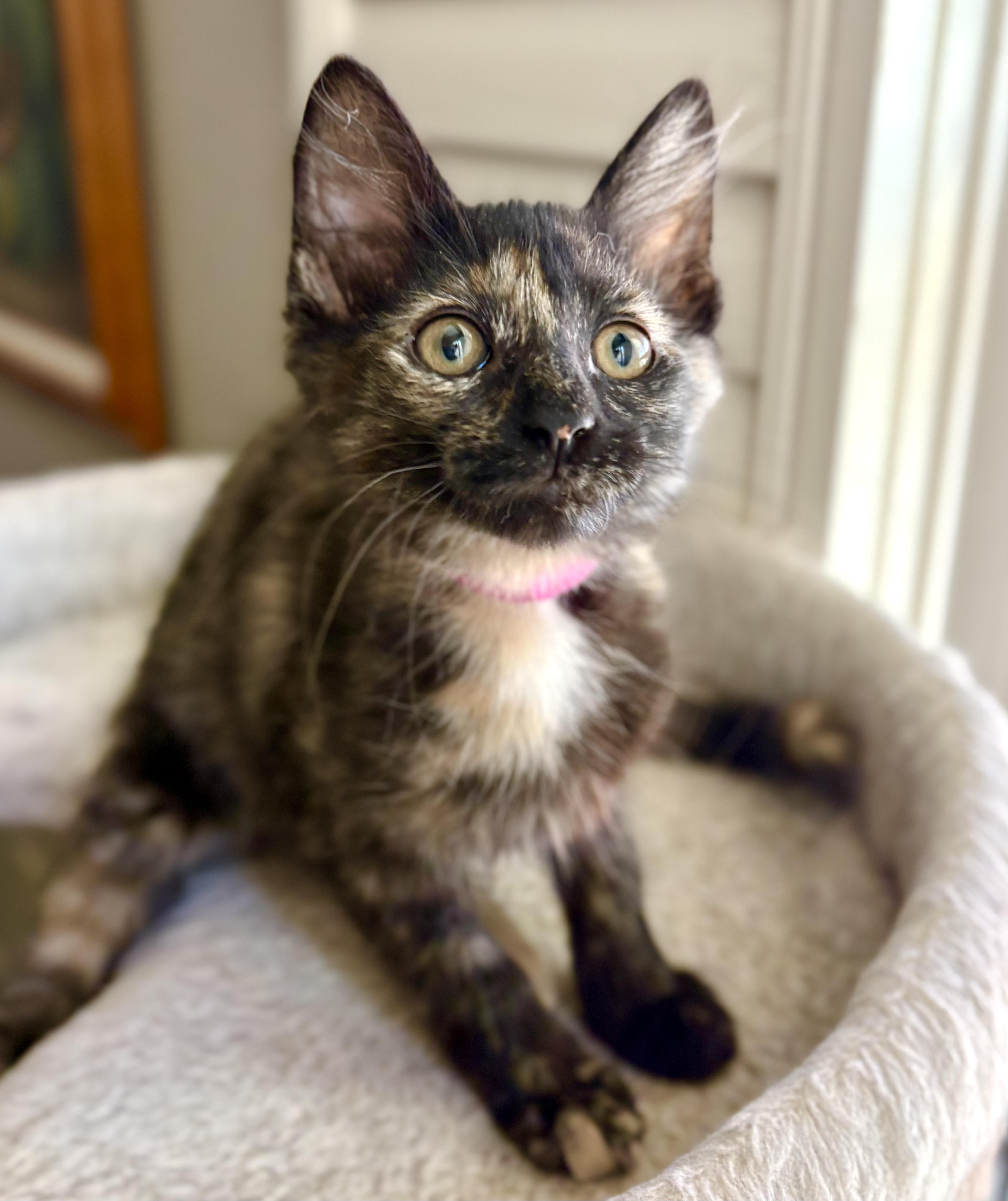 Enlarge Dumpling, a ADOPTABLE Domestic Short Hair in Oracle, AZ image 2/4